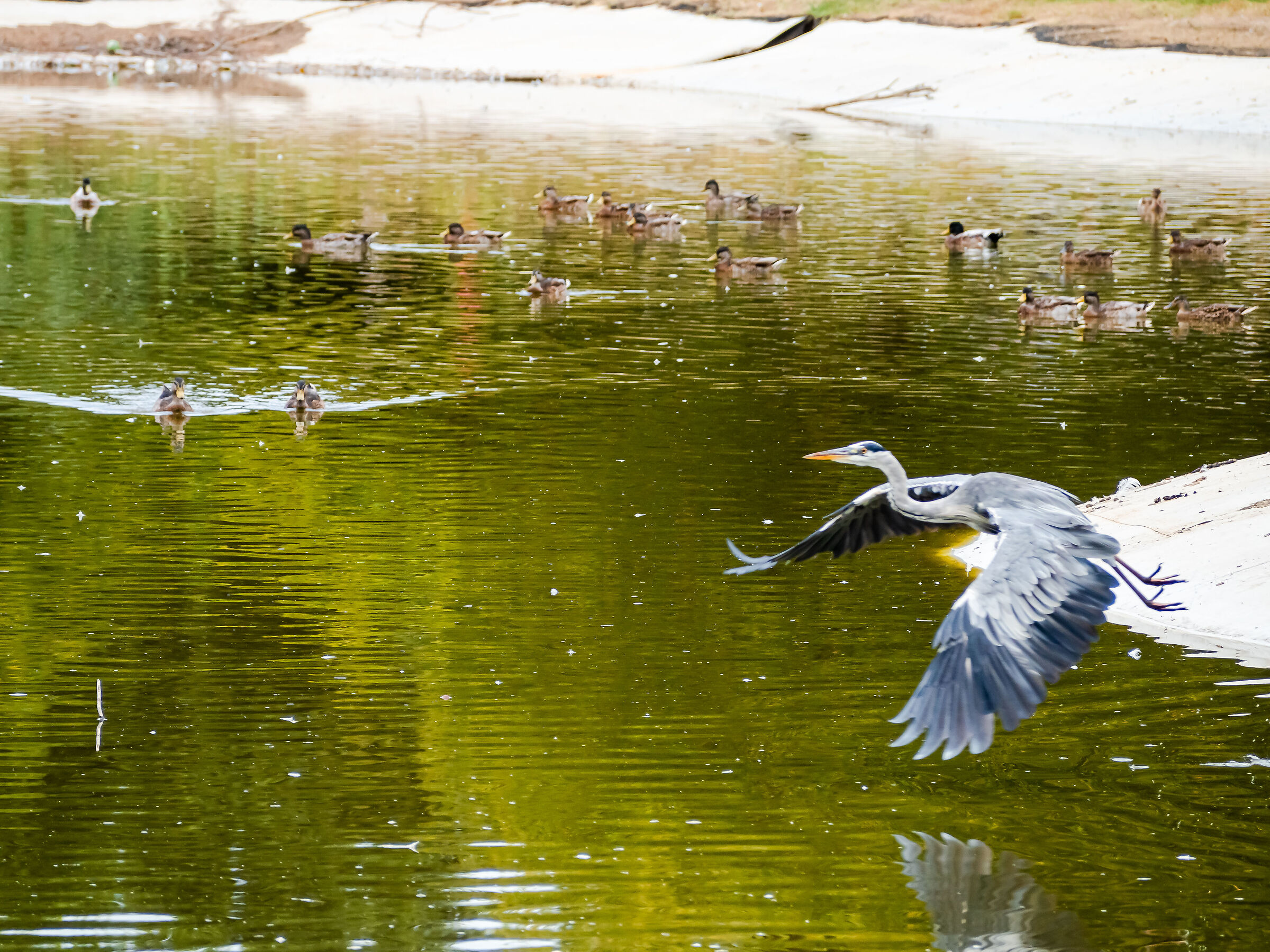Heron flying over an artificial pond