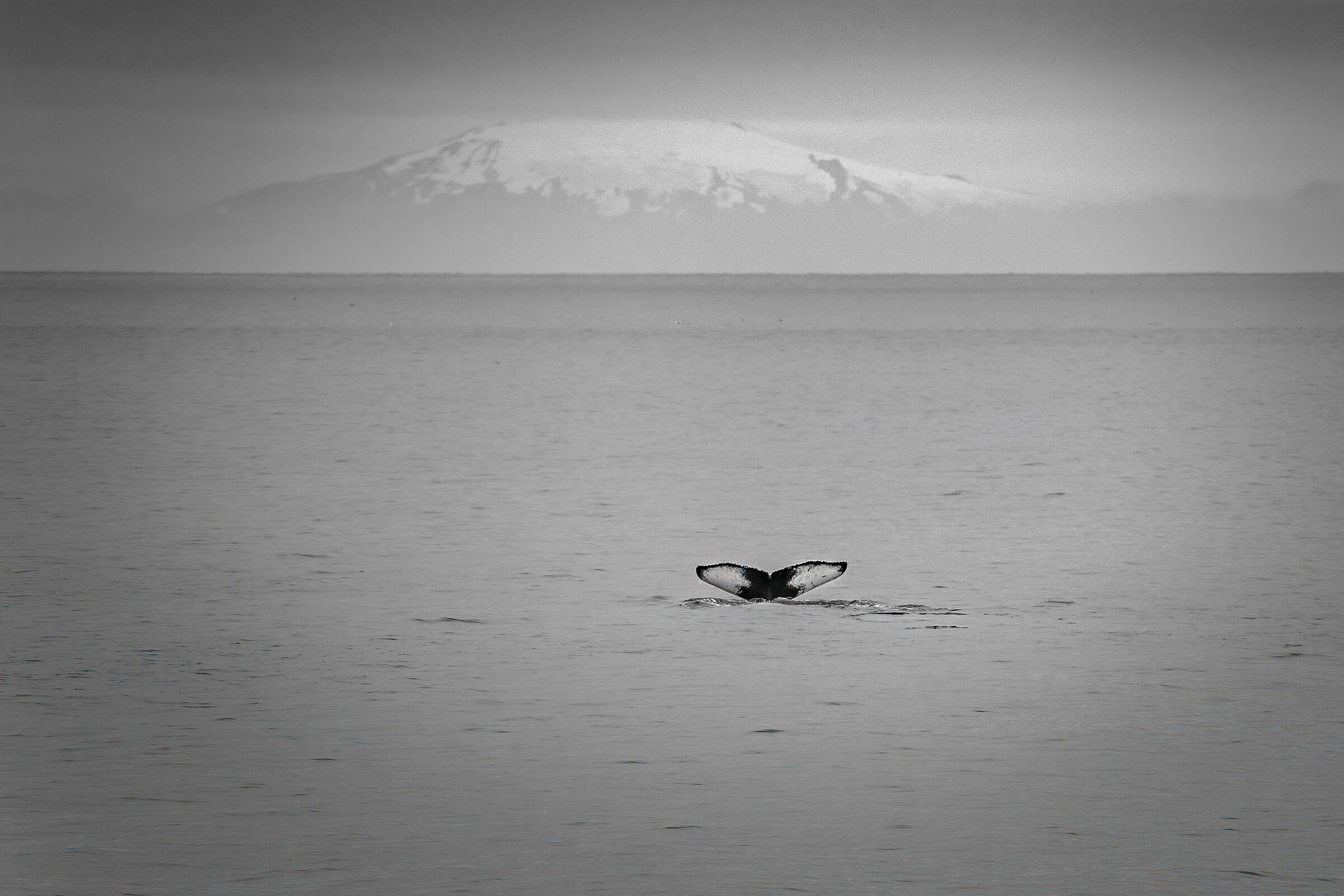 The whale and the mountain