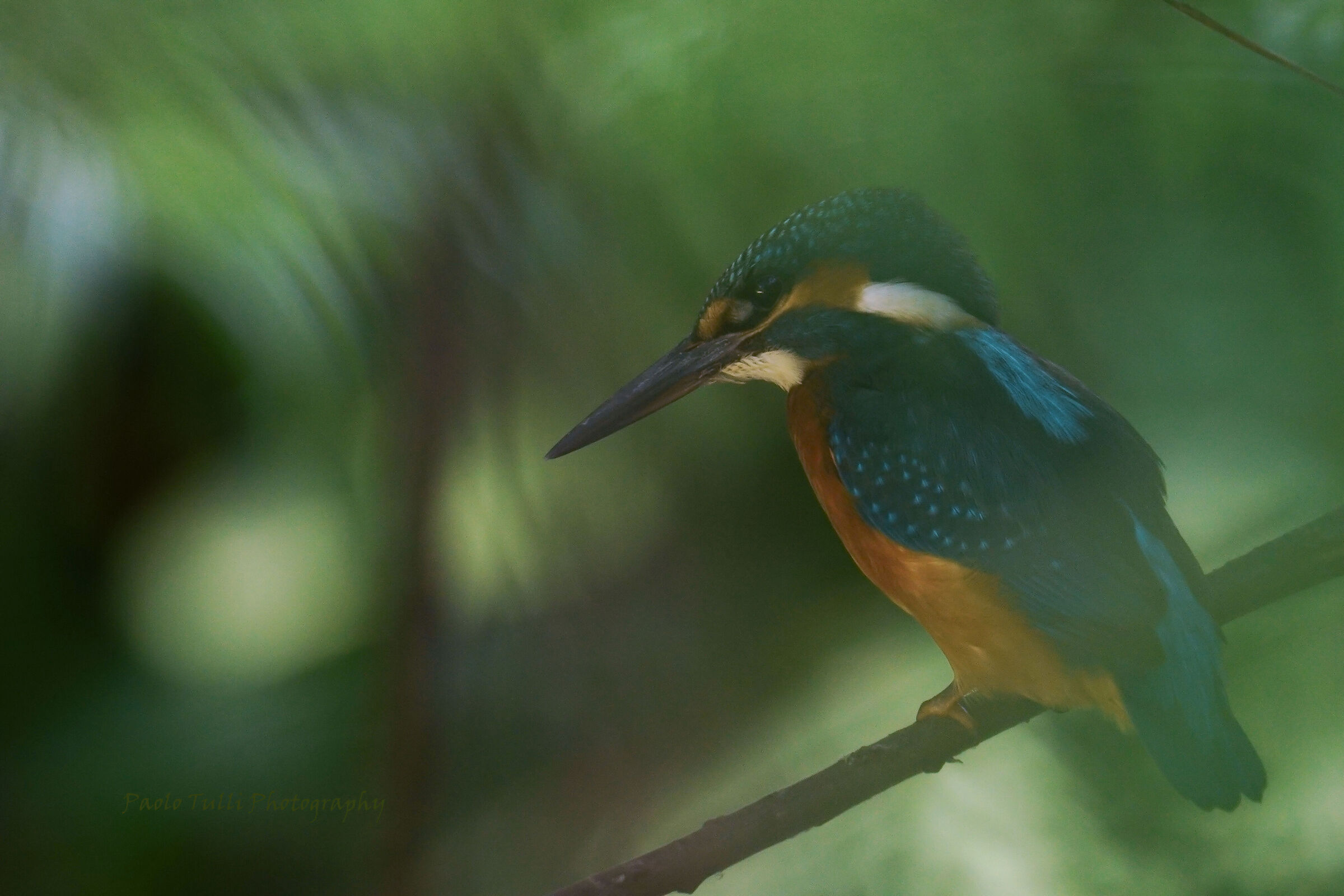 Nascosto tra le foglie