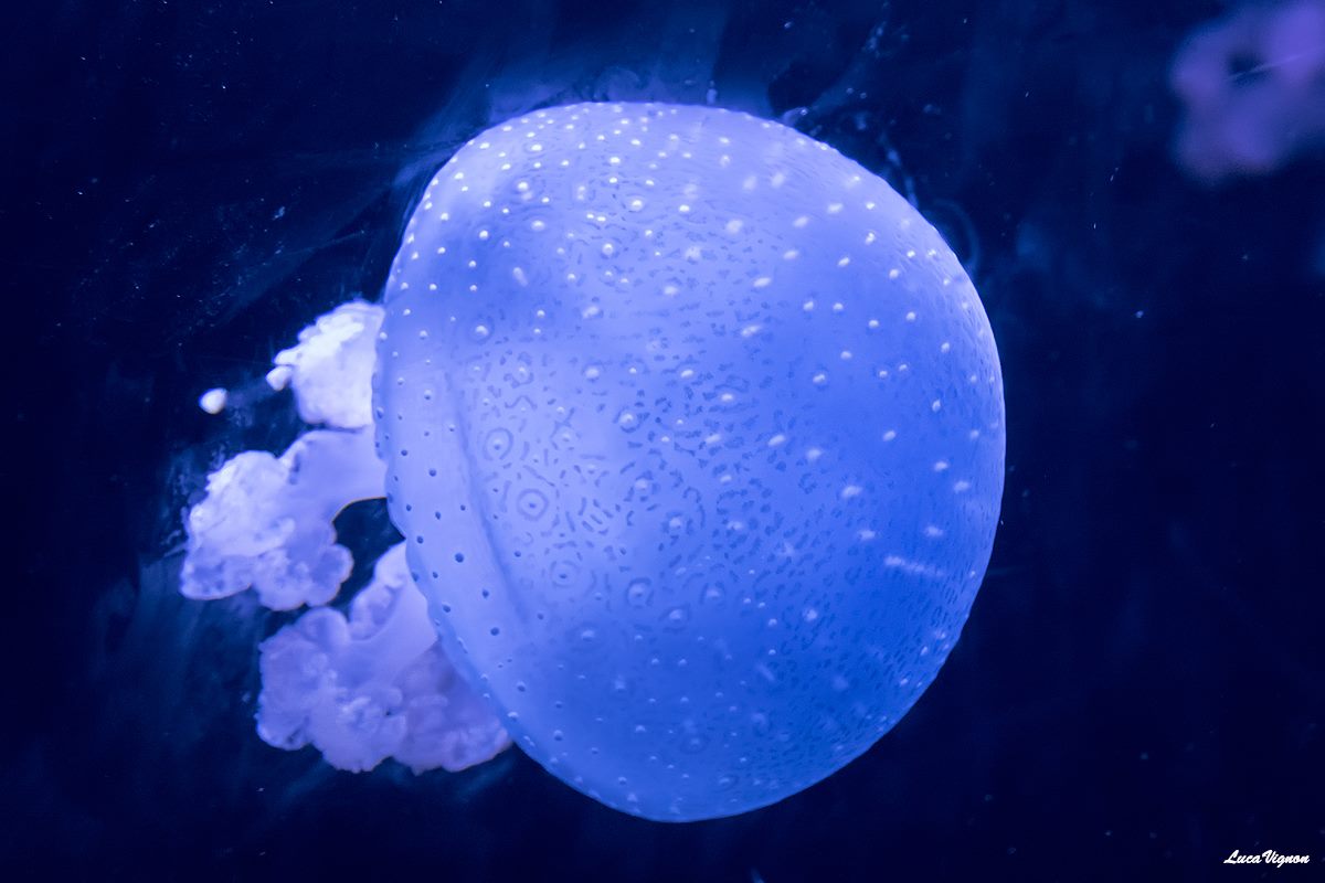 Jellyfish
