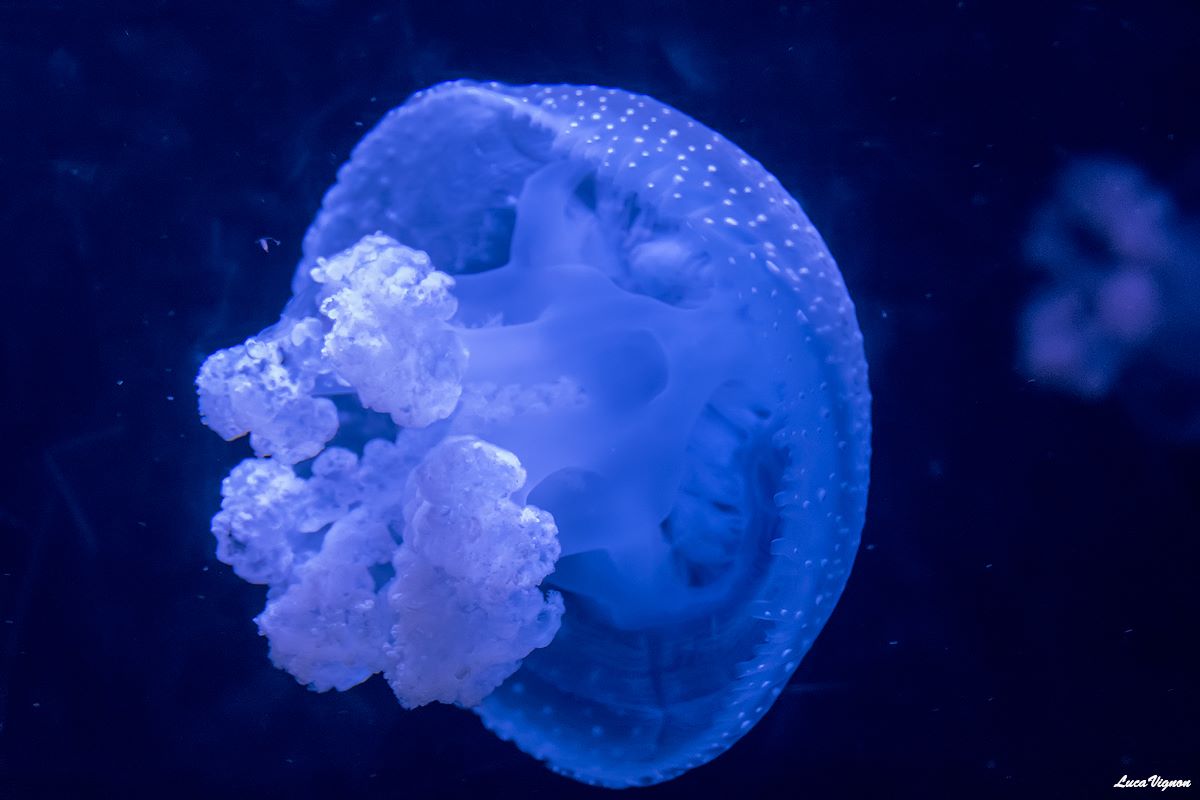 Jellyfish
