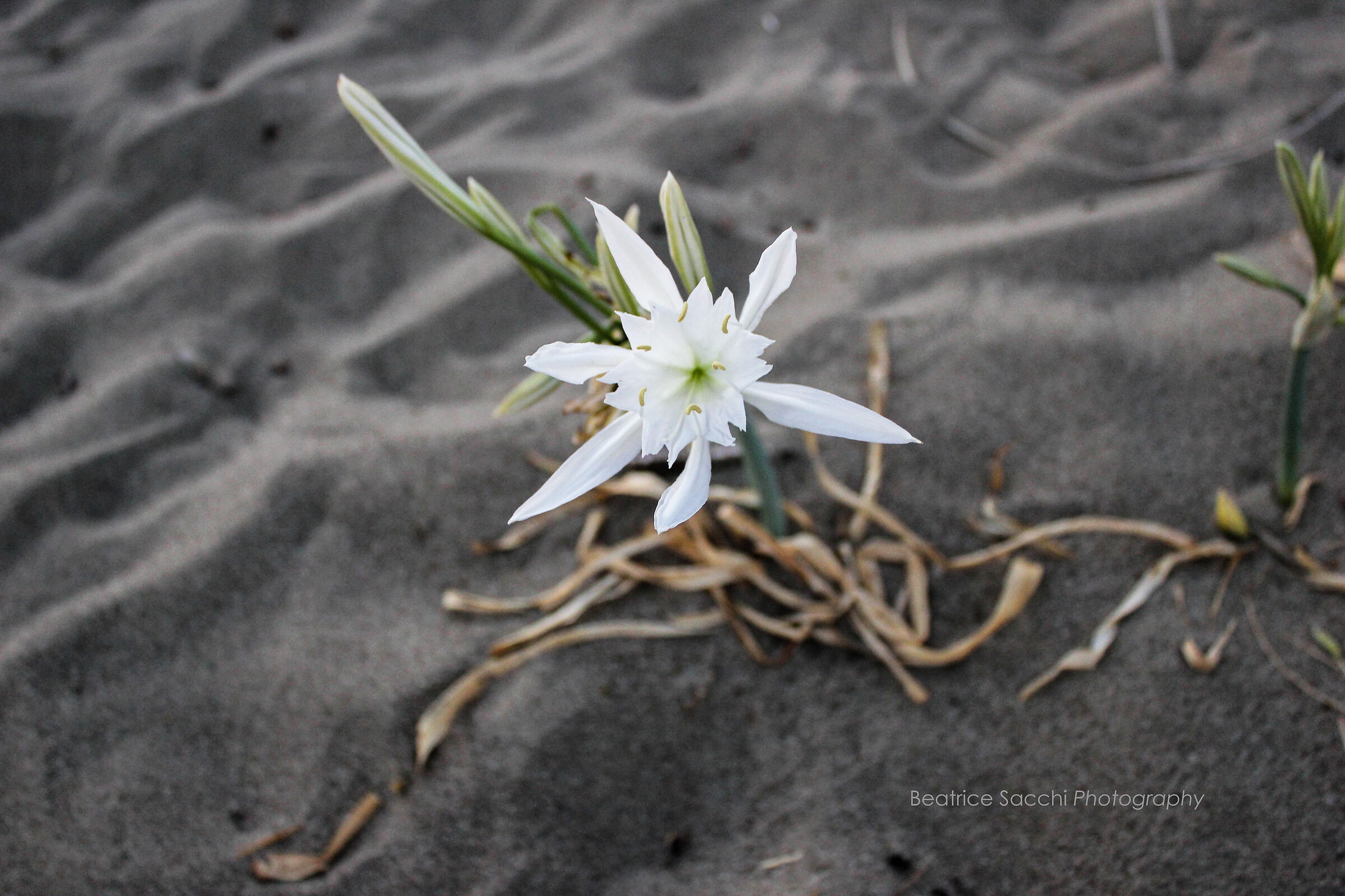 Pancratium maritimum