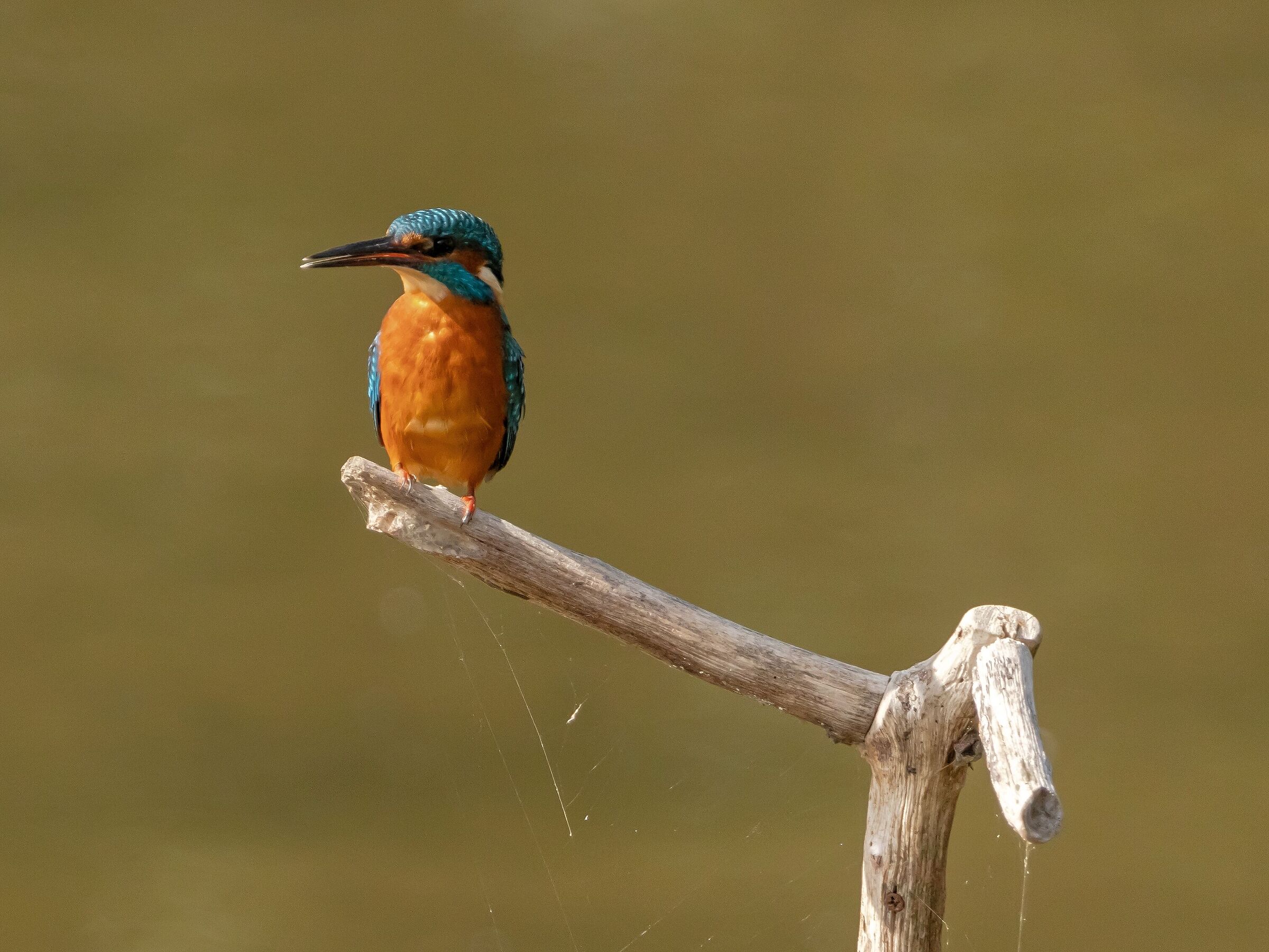 Female Kingfisher parked Oasi Lipu 21/09/2021