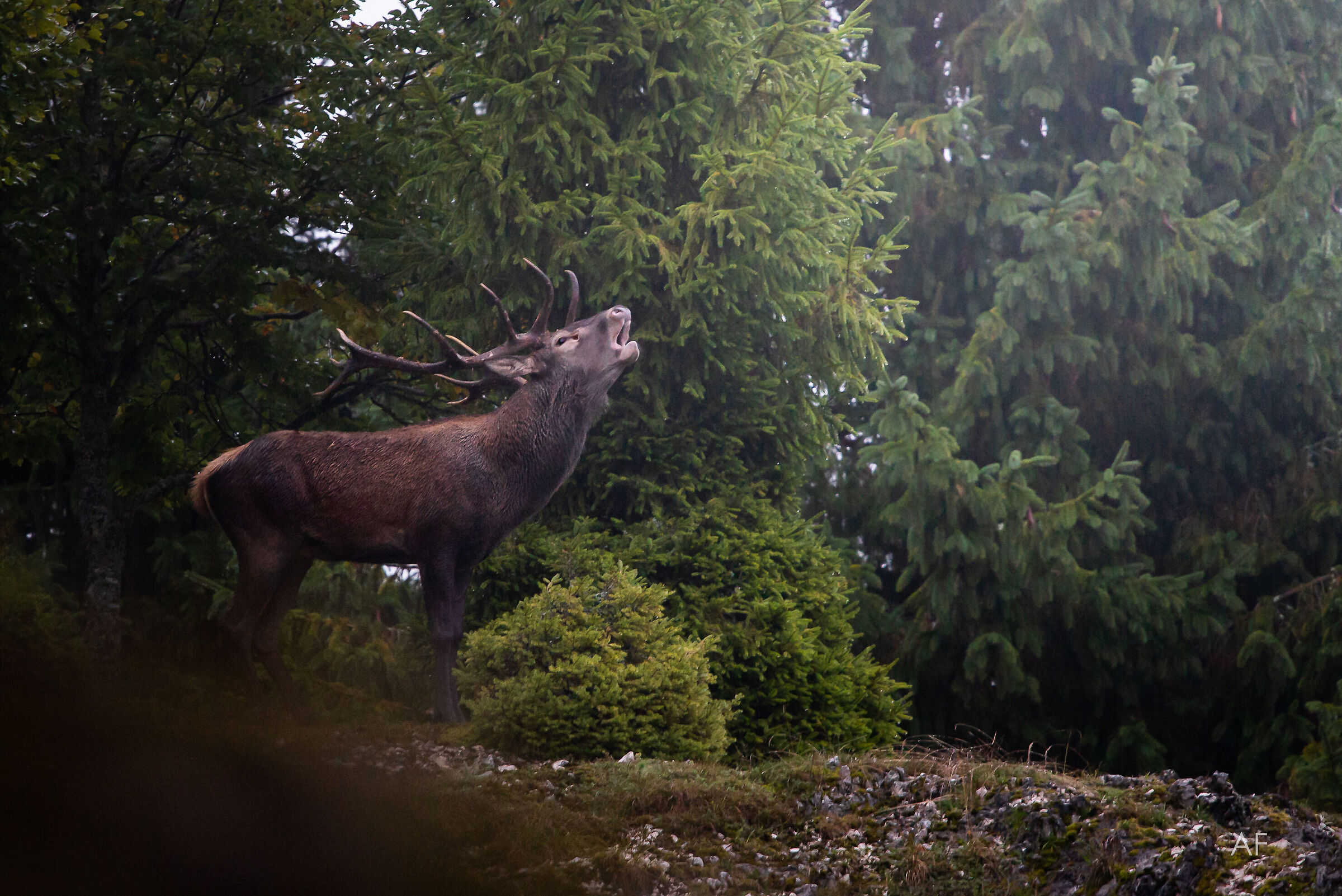 il bramito del cervo
