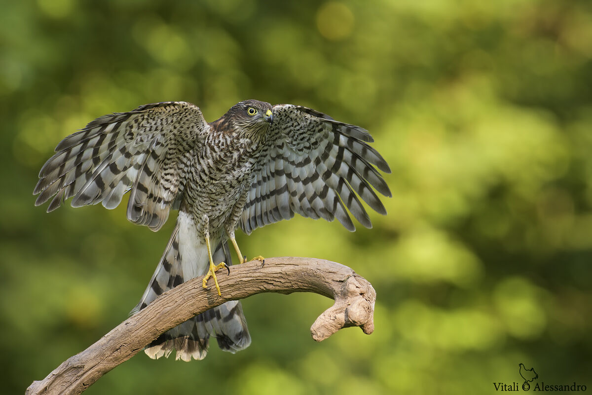Sparrowhawk