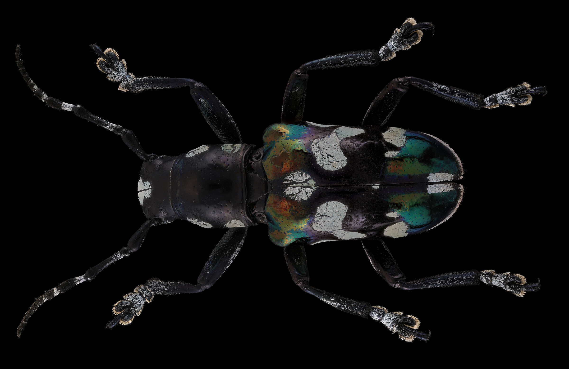 Mimacronia alboplagiata