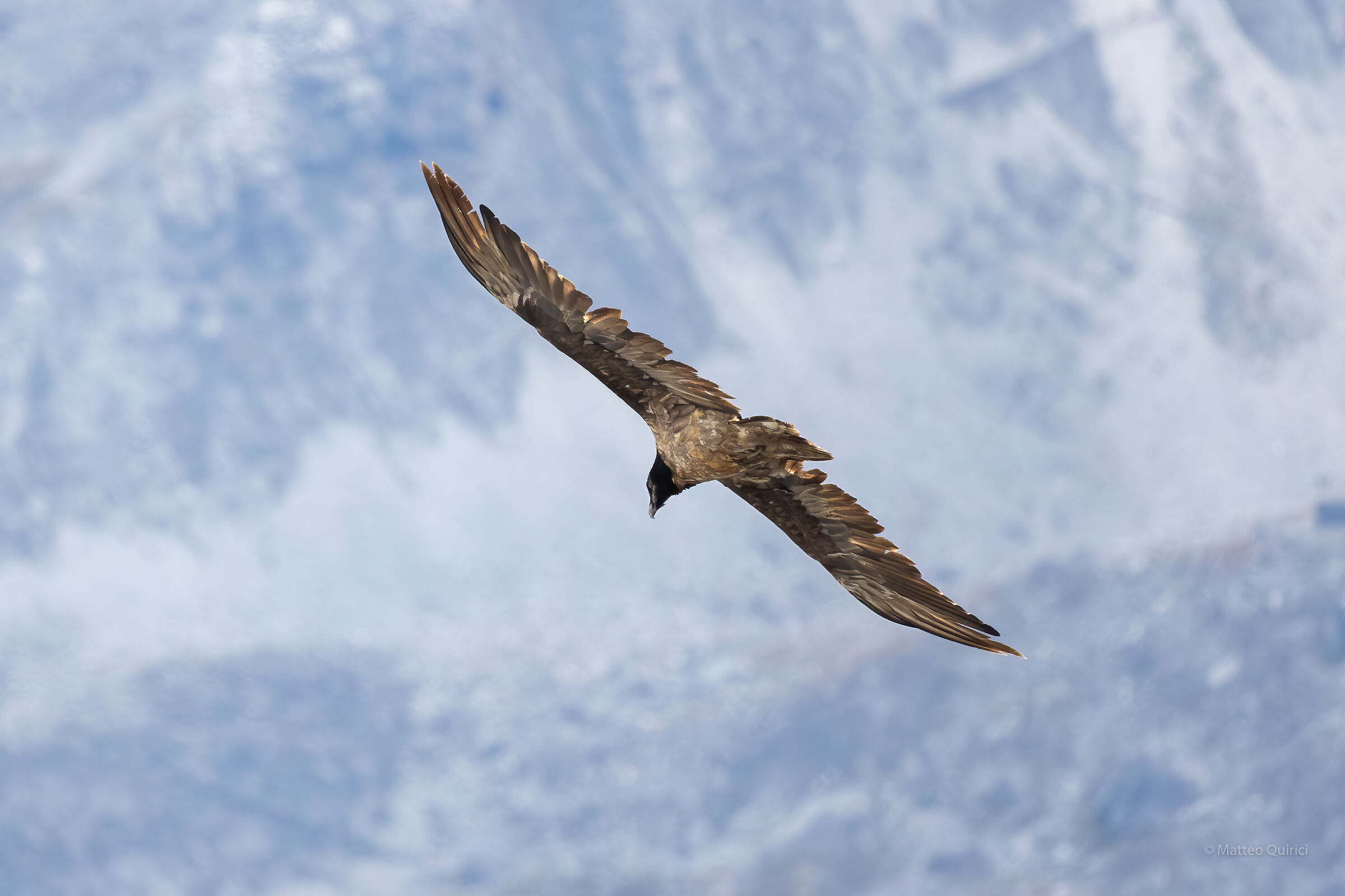 Bearded vulture juv.