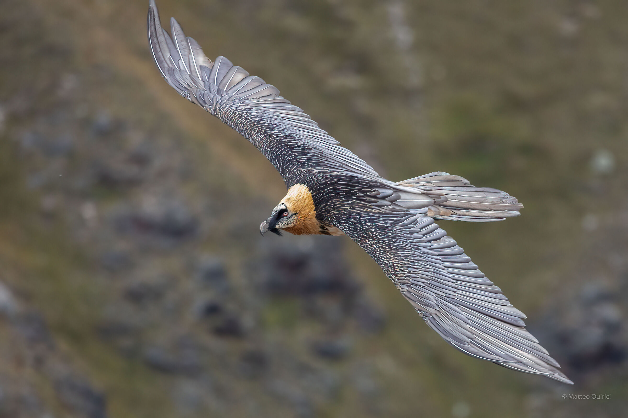 Bearded Vulture