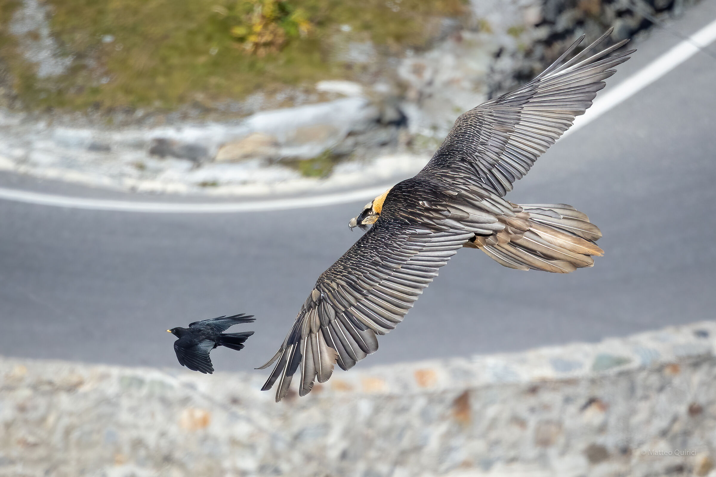 Bearded vulture and alpine gracchio