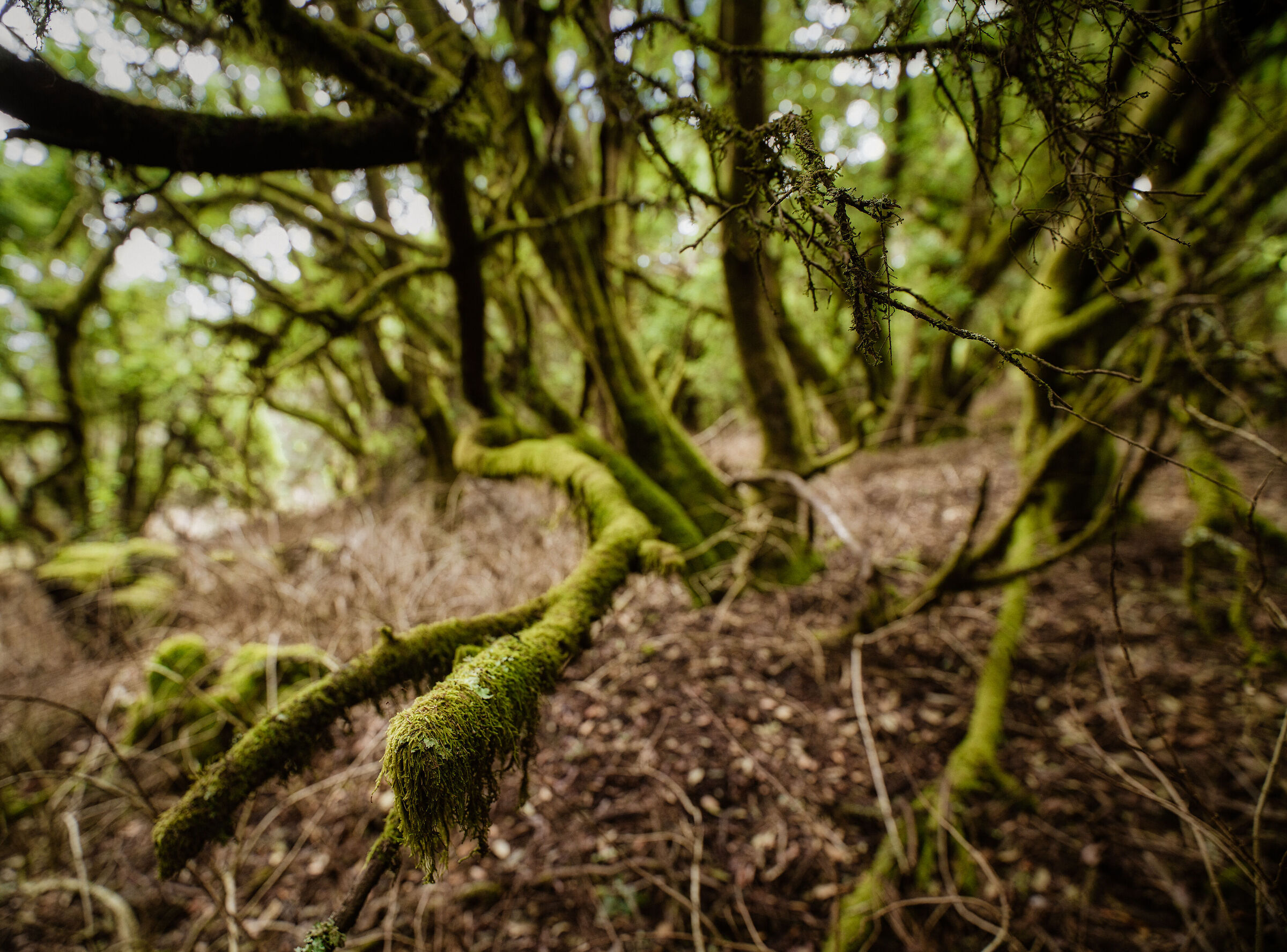 Foresta de la Llania