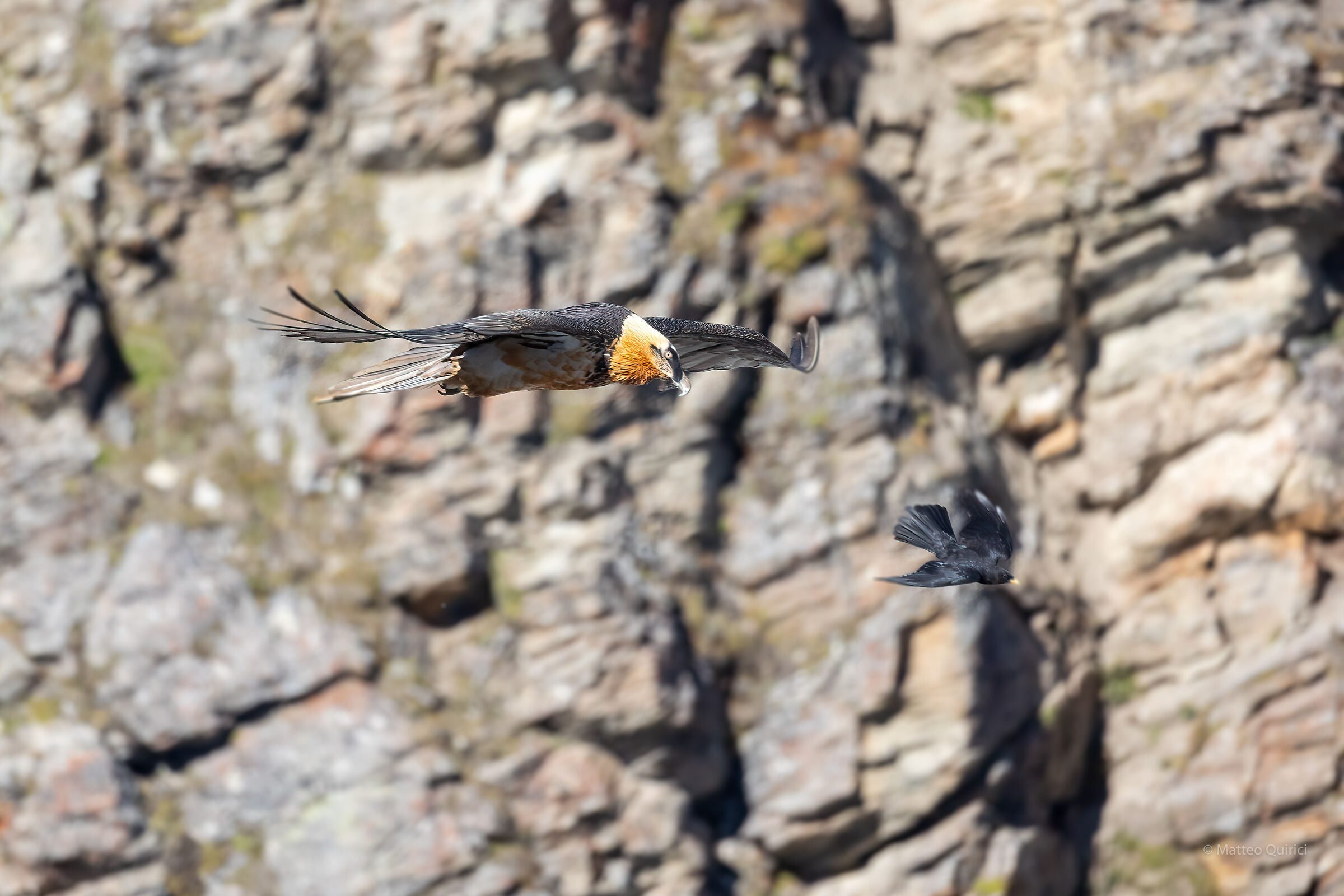 Bearded vulture and alpine gracchio