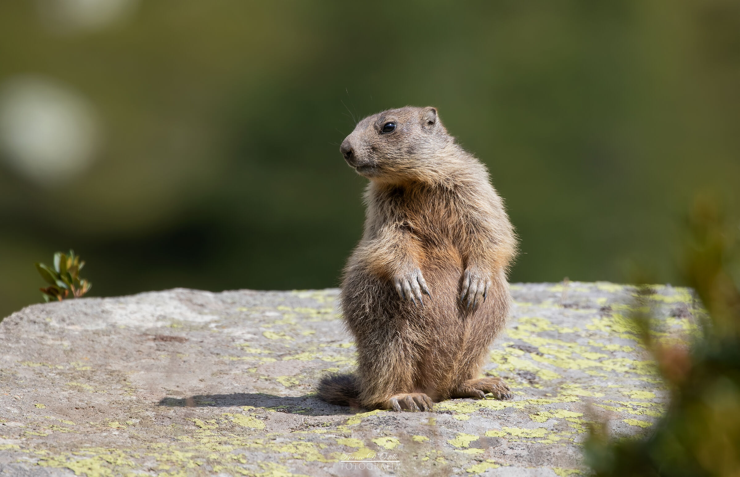 Marmot