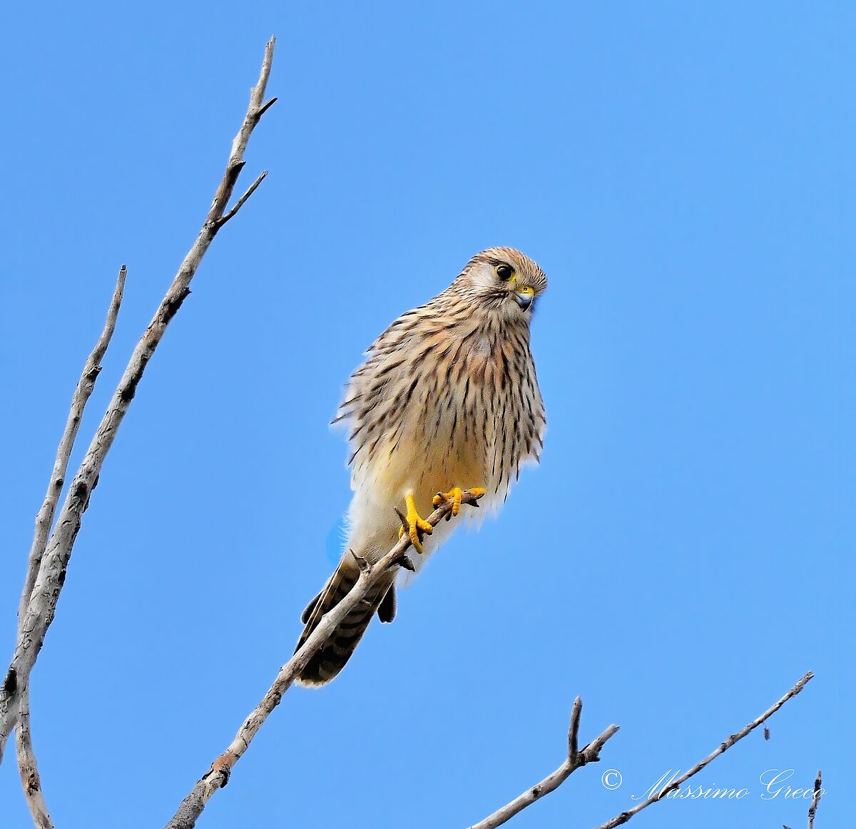 Kestrel (Falco tinnunculus)