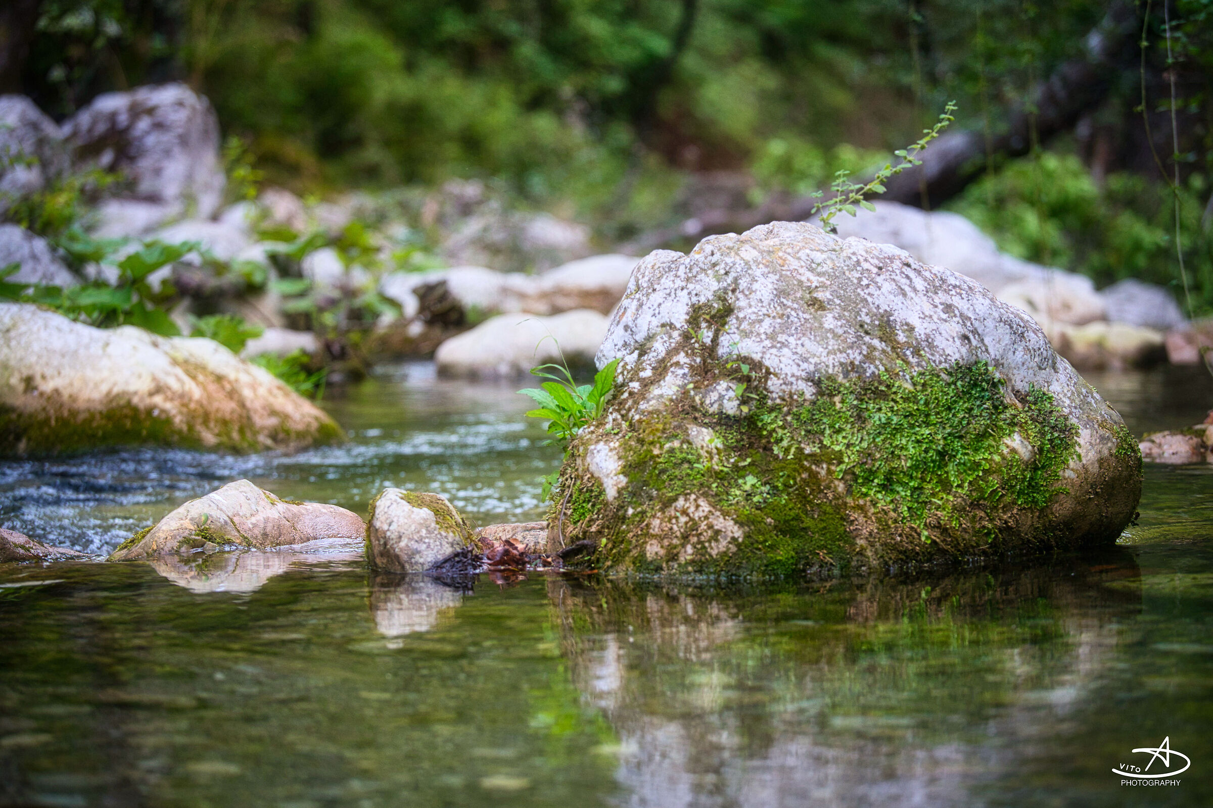 Oasi Capelli di Venere