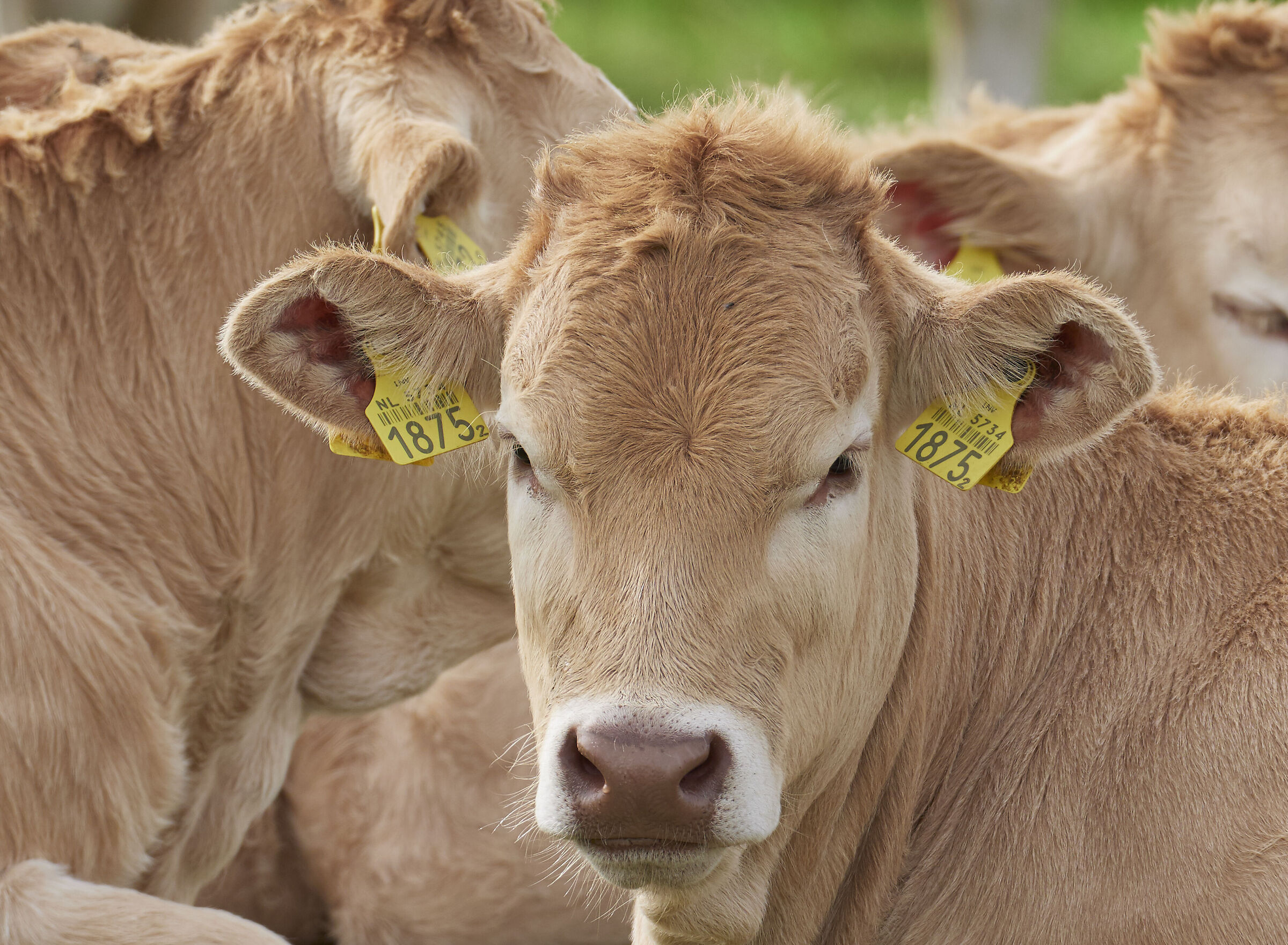 Cow