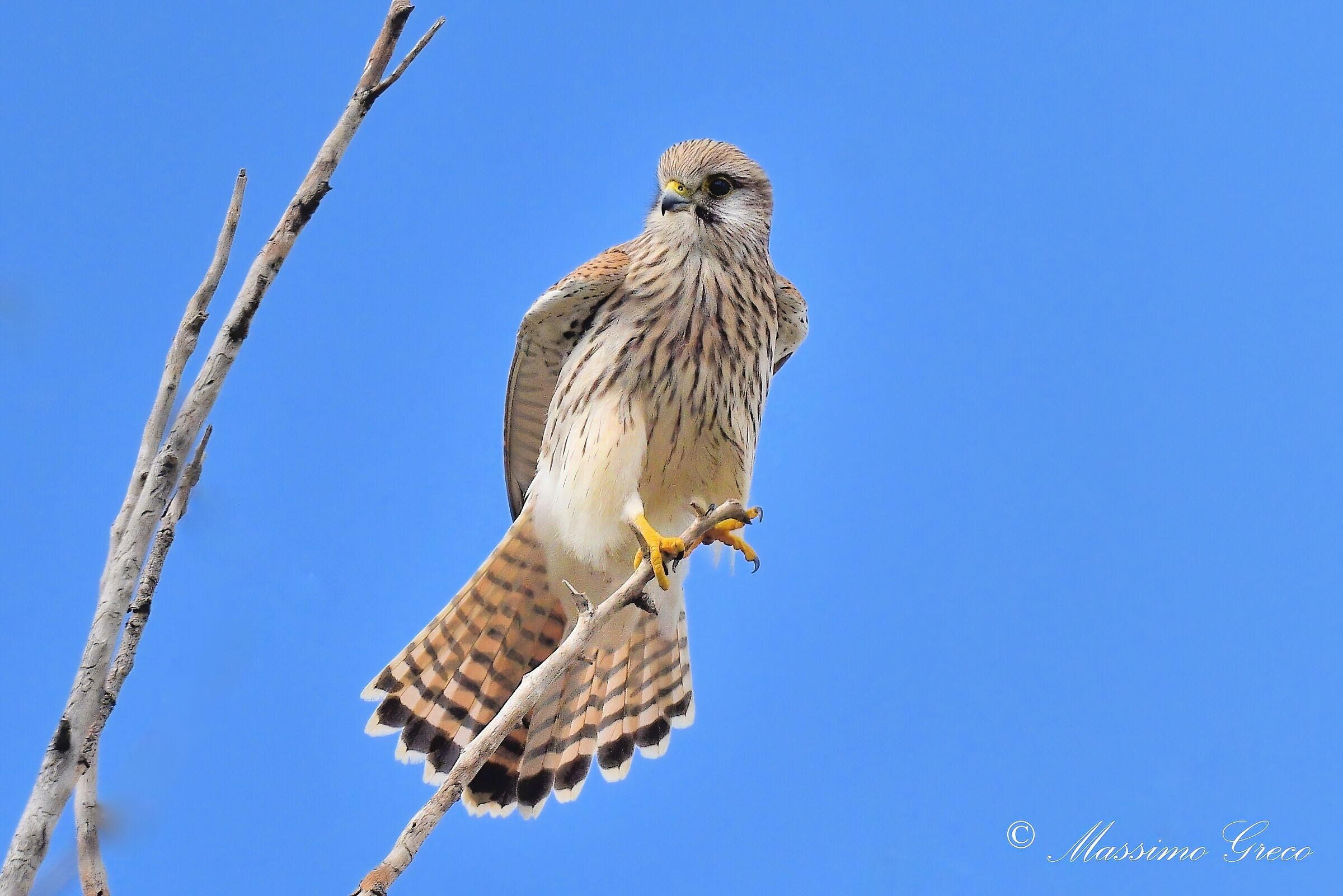 Kestrel (Falco tinnunculus)