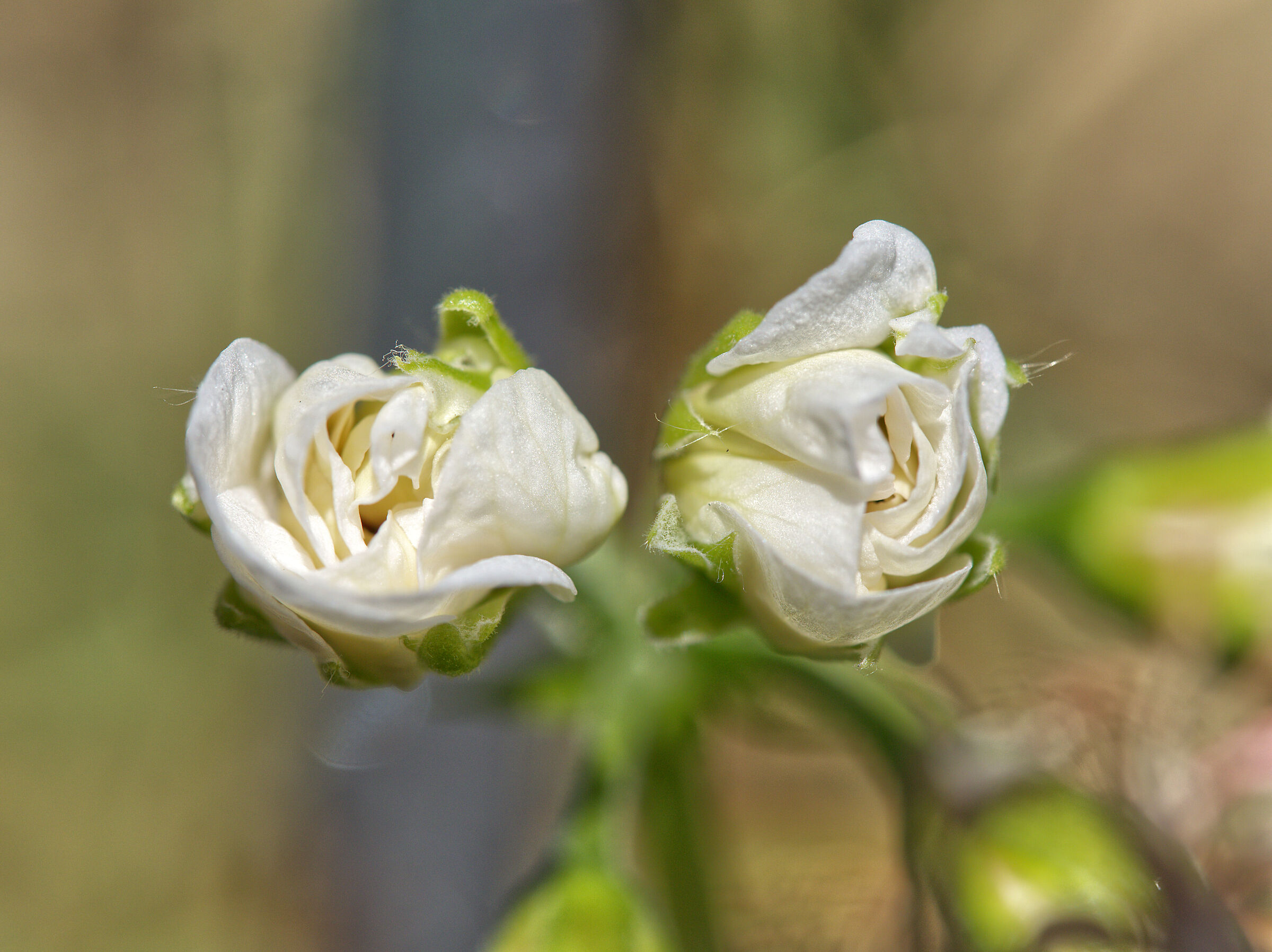 Geranium buds