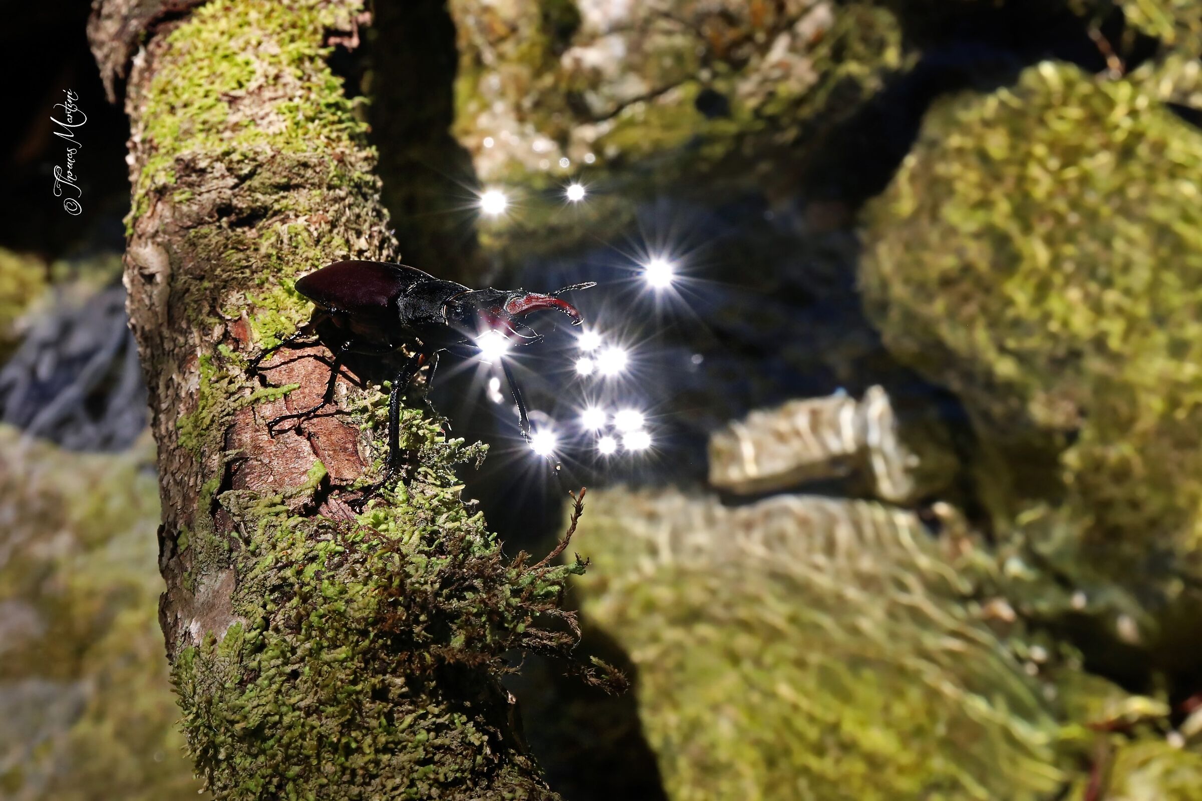 La star sono io: Cervo Volante