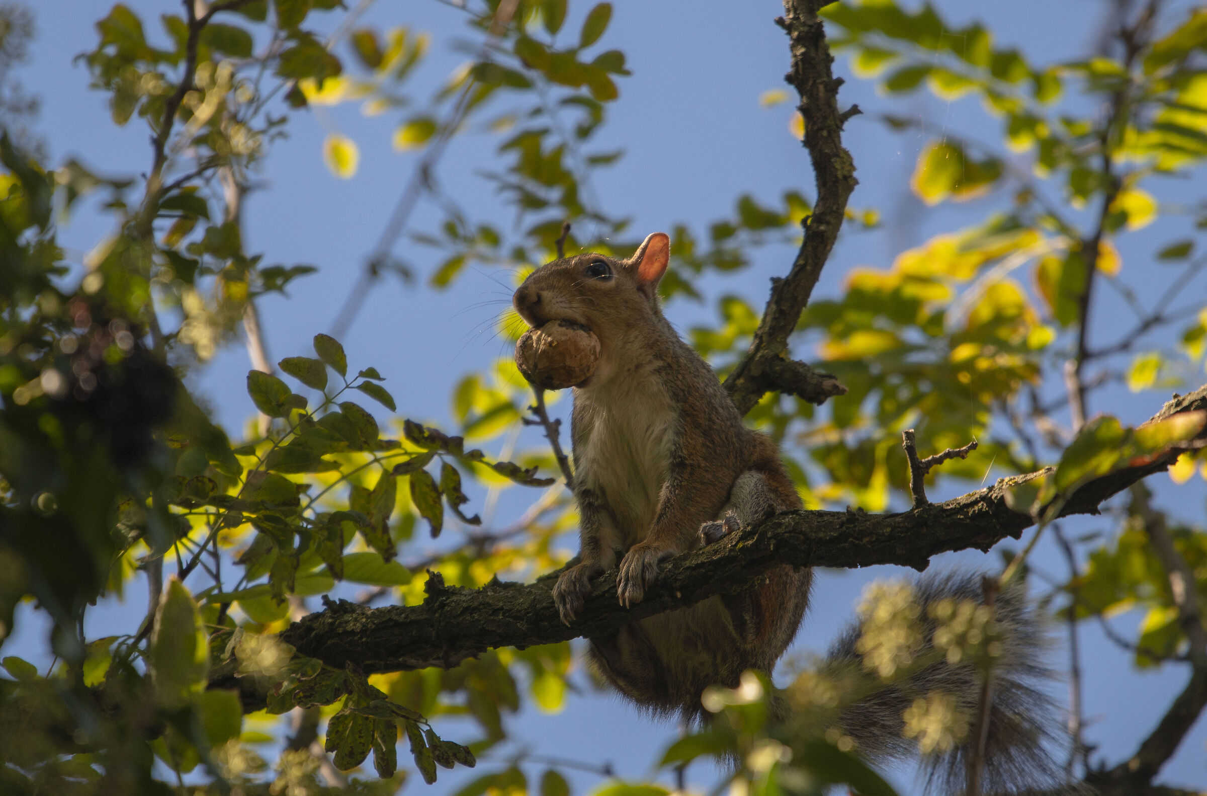 American squirrel with its walnut :)
