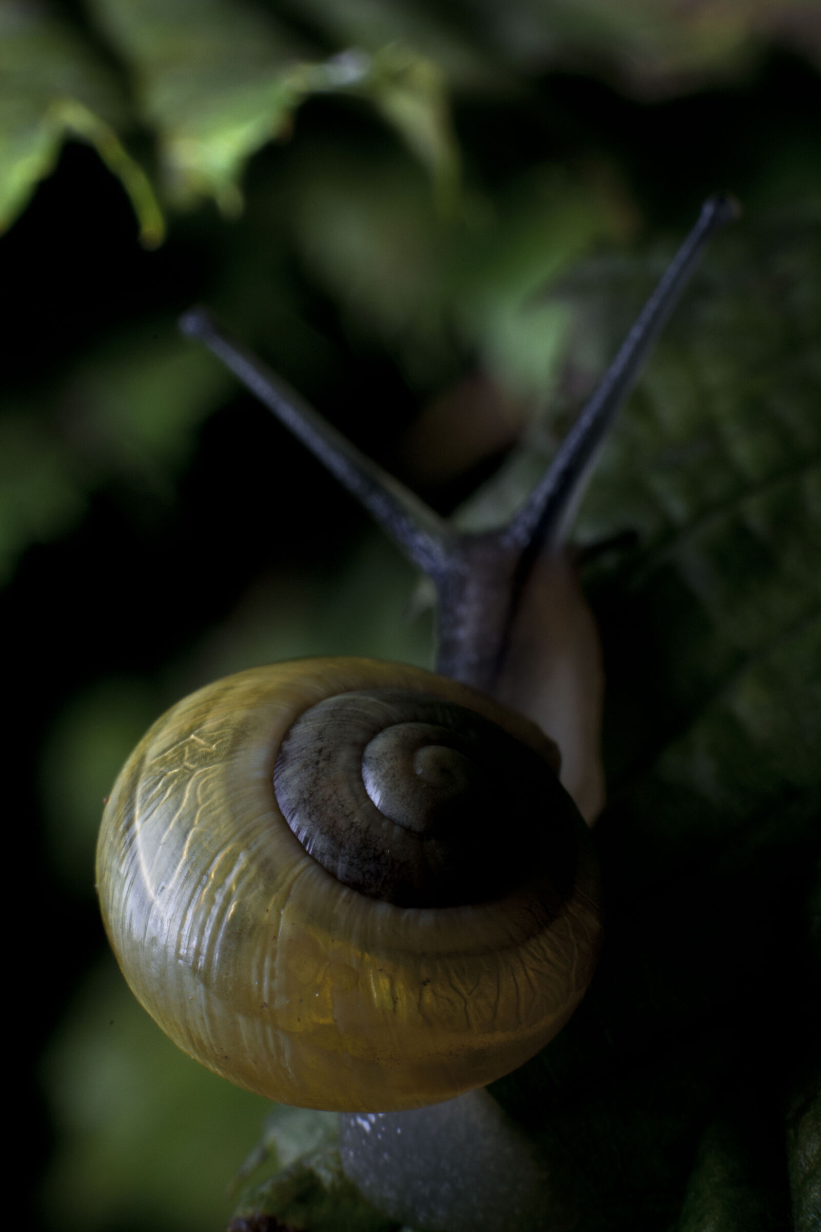 Snail