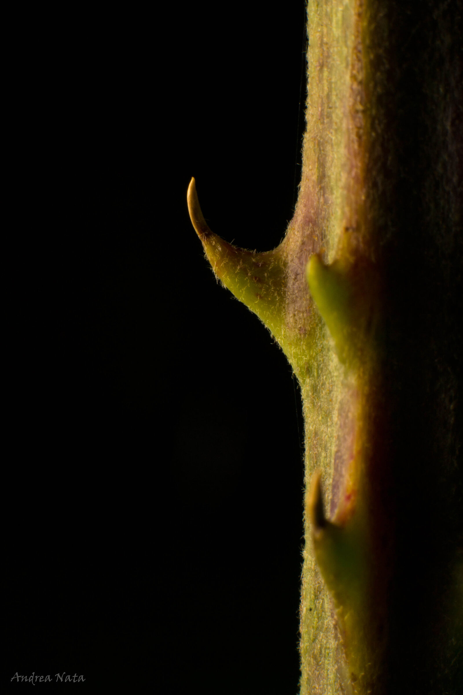 Thorns