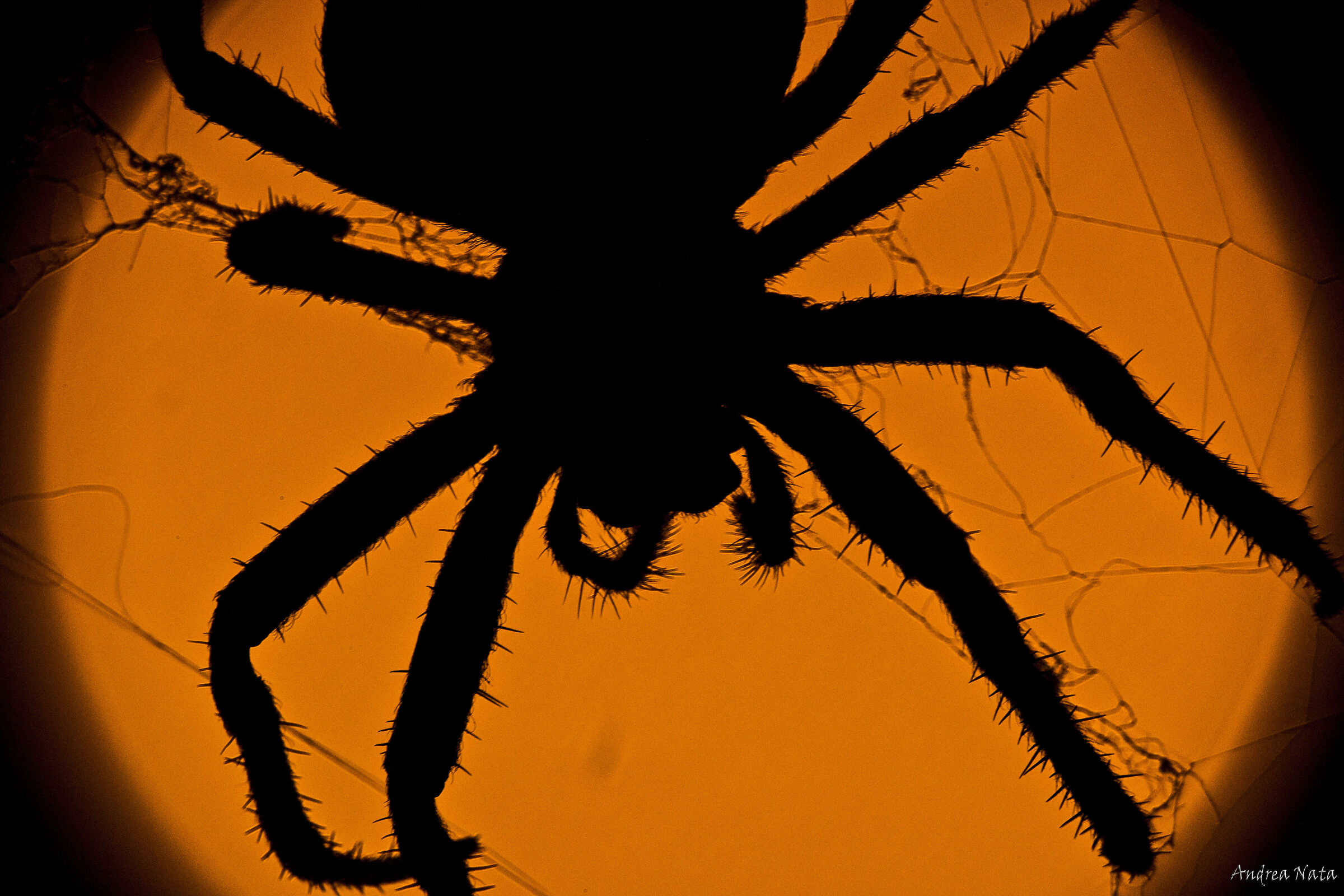 Crusader spider (Araneus diadematus)