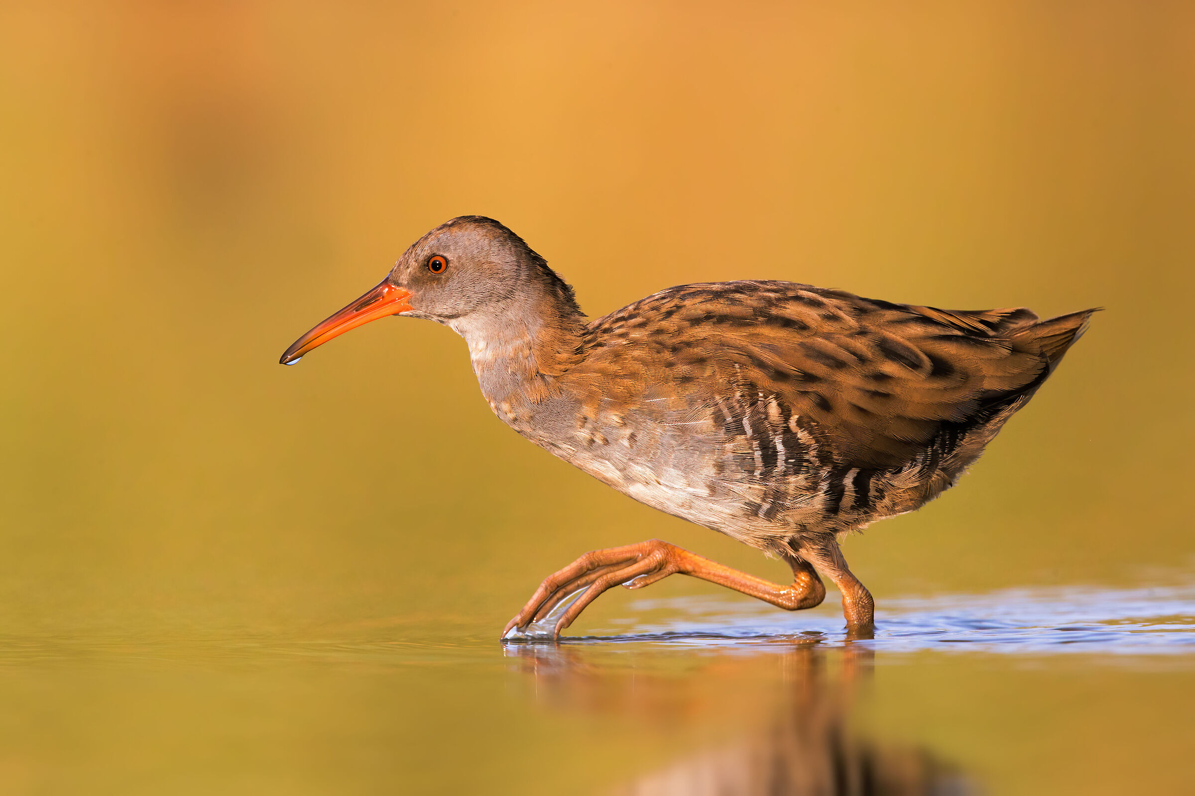 Water rail