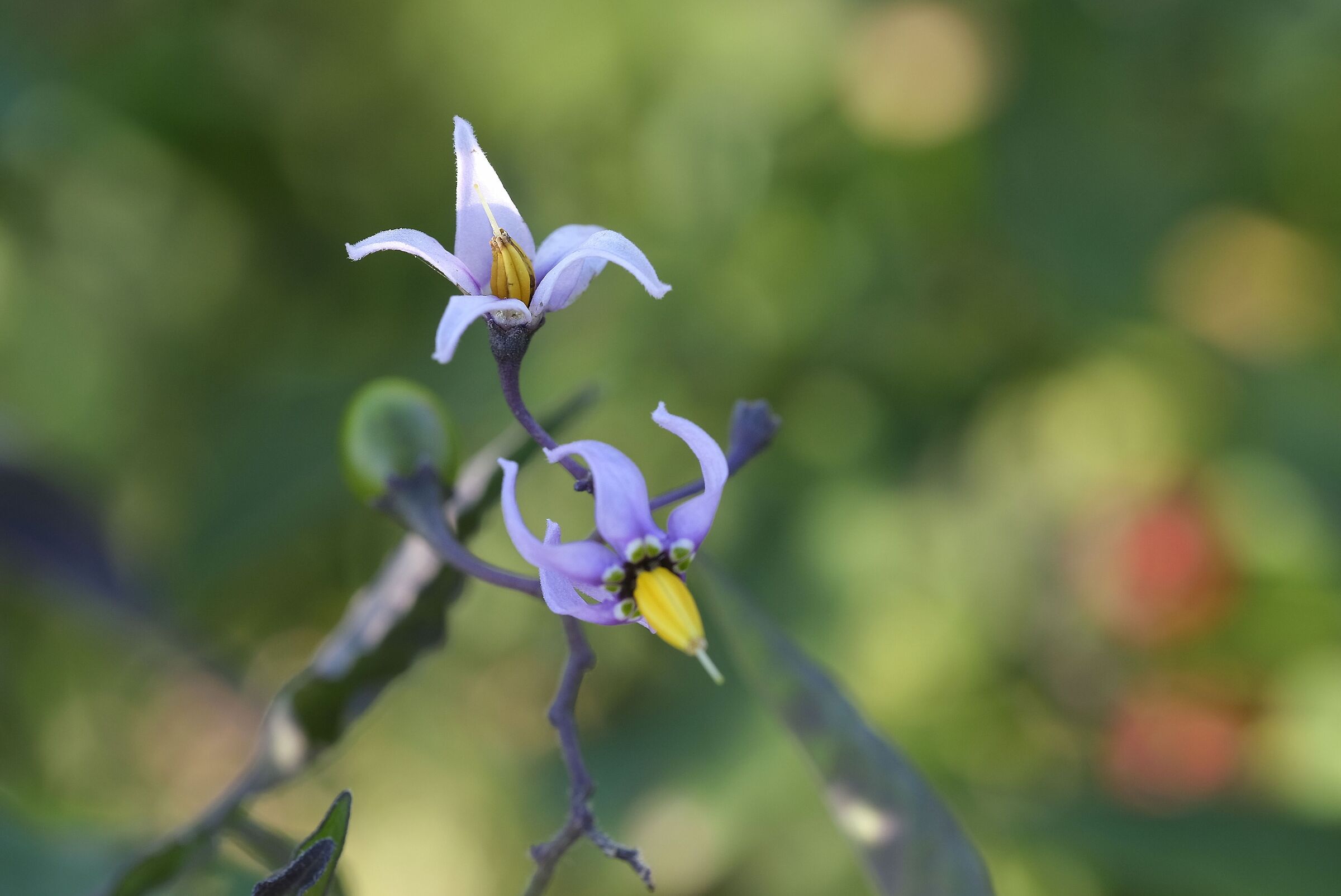 I don't know what flowers they are