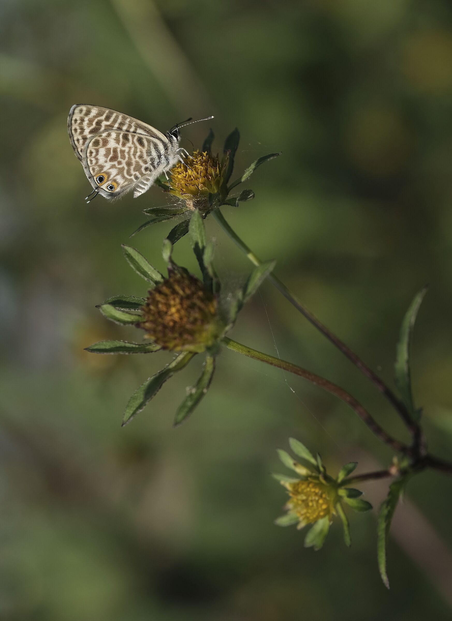 Butterfly with tails