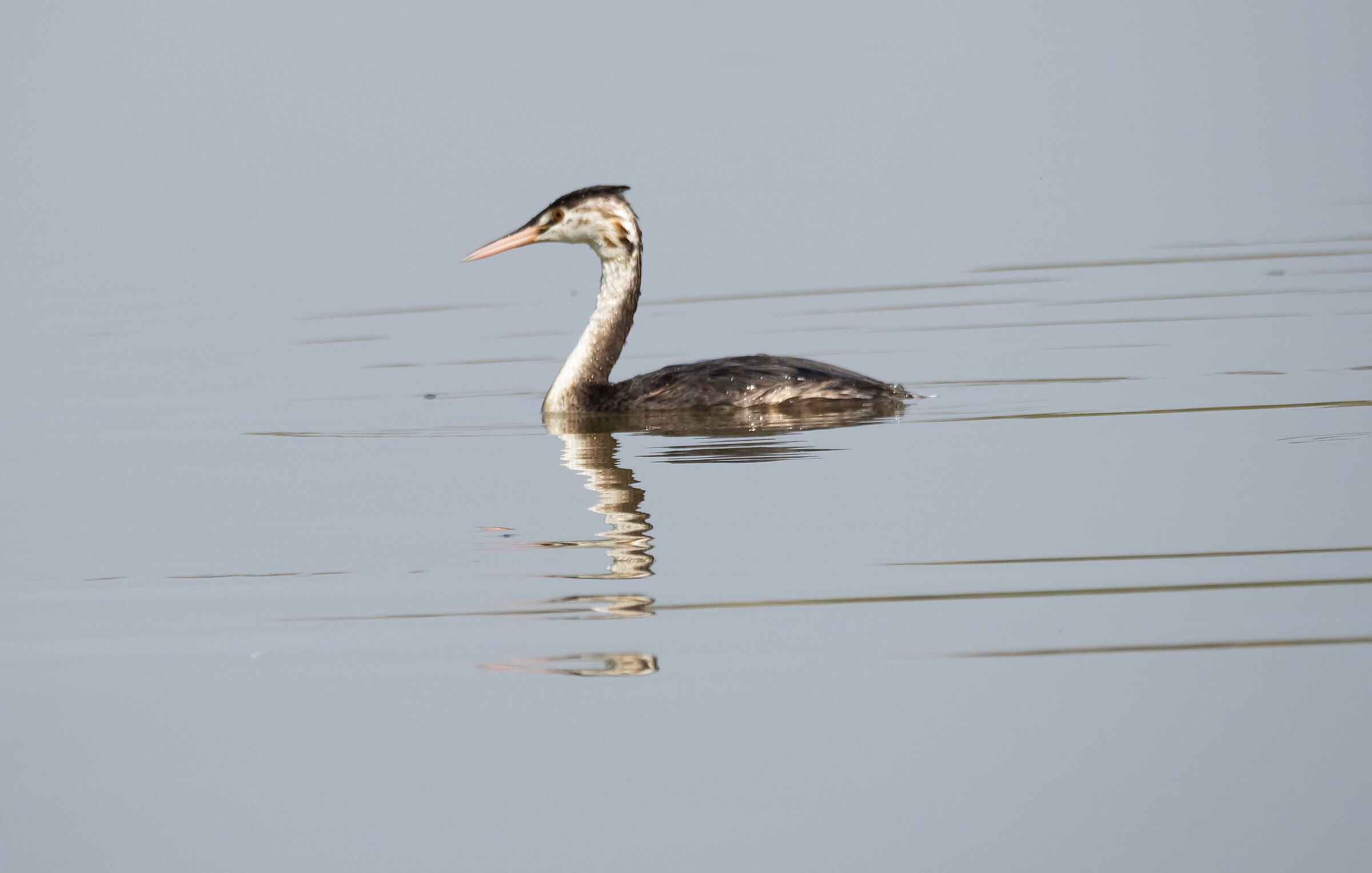 Grebe