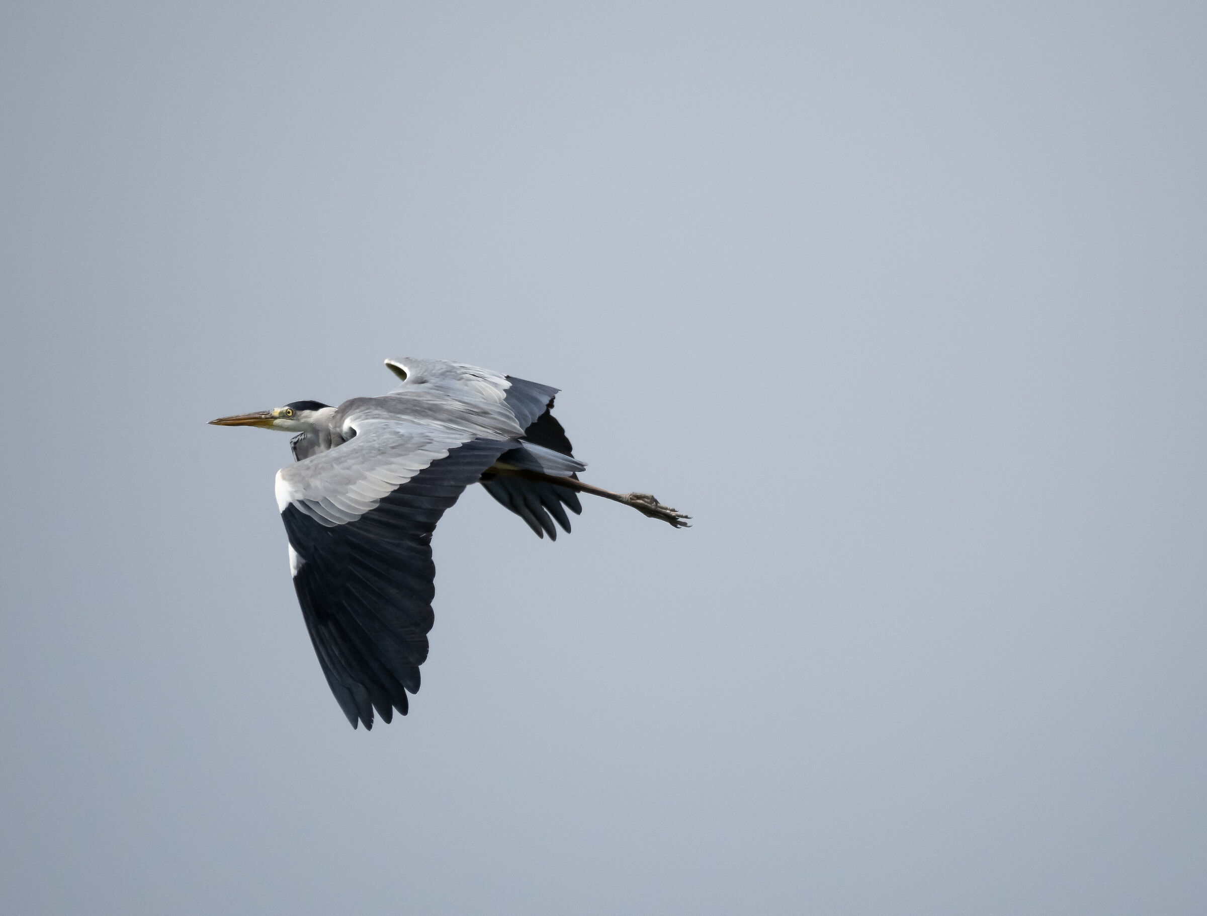 Grey heron