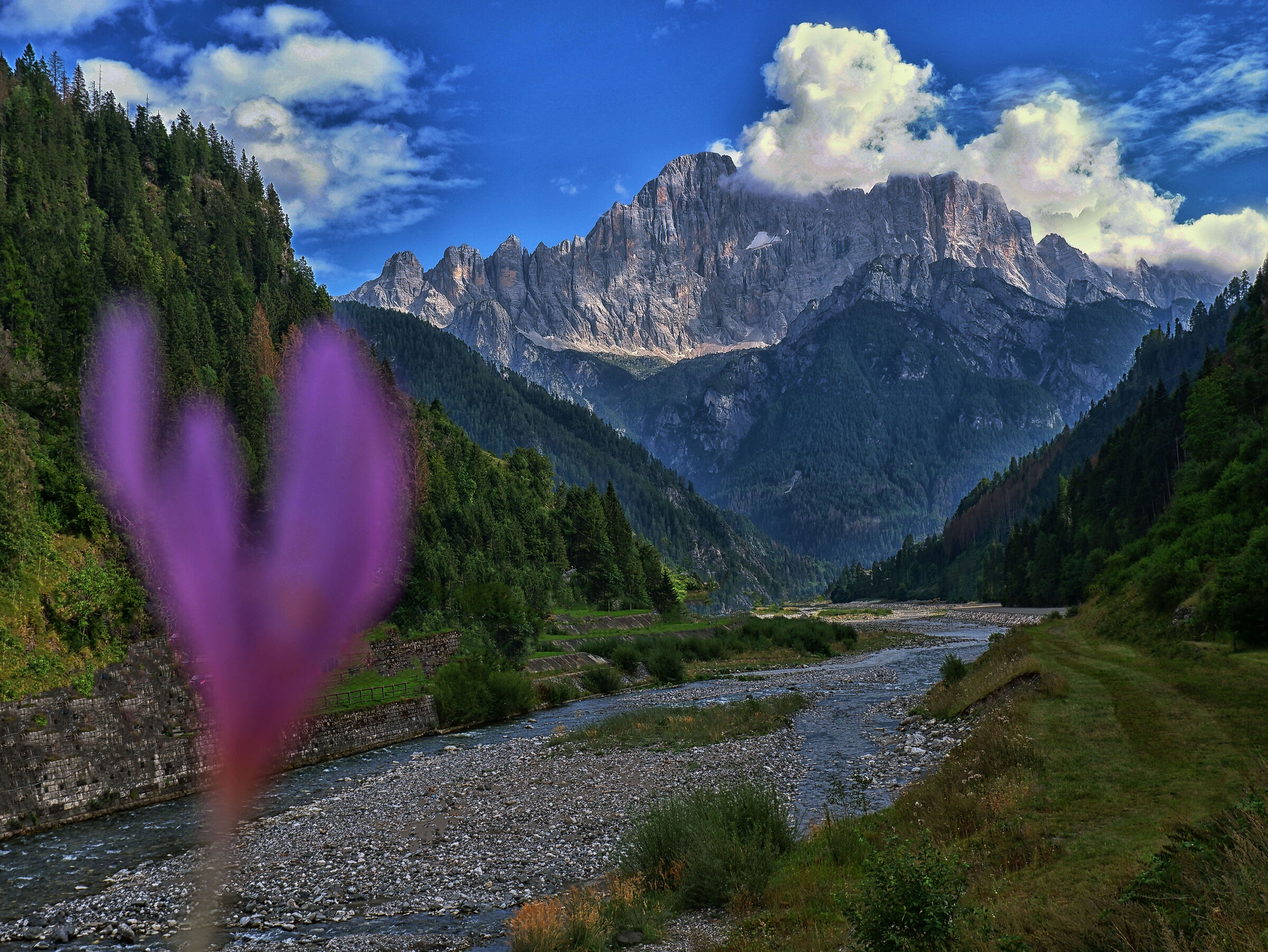A flower for Monte Civetta