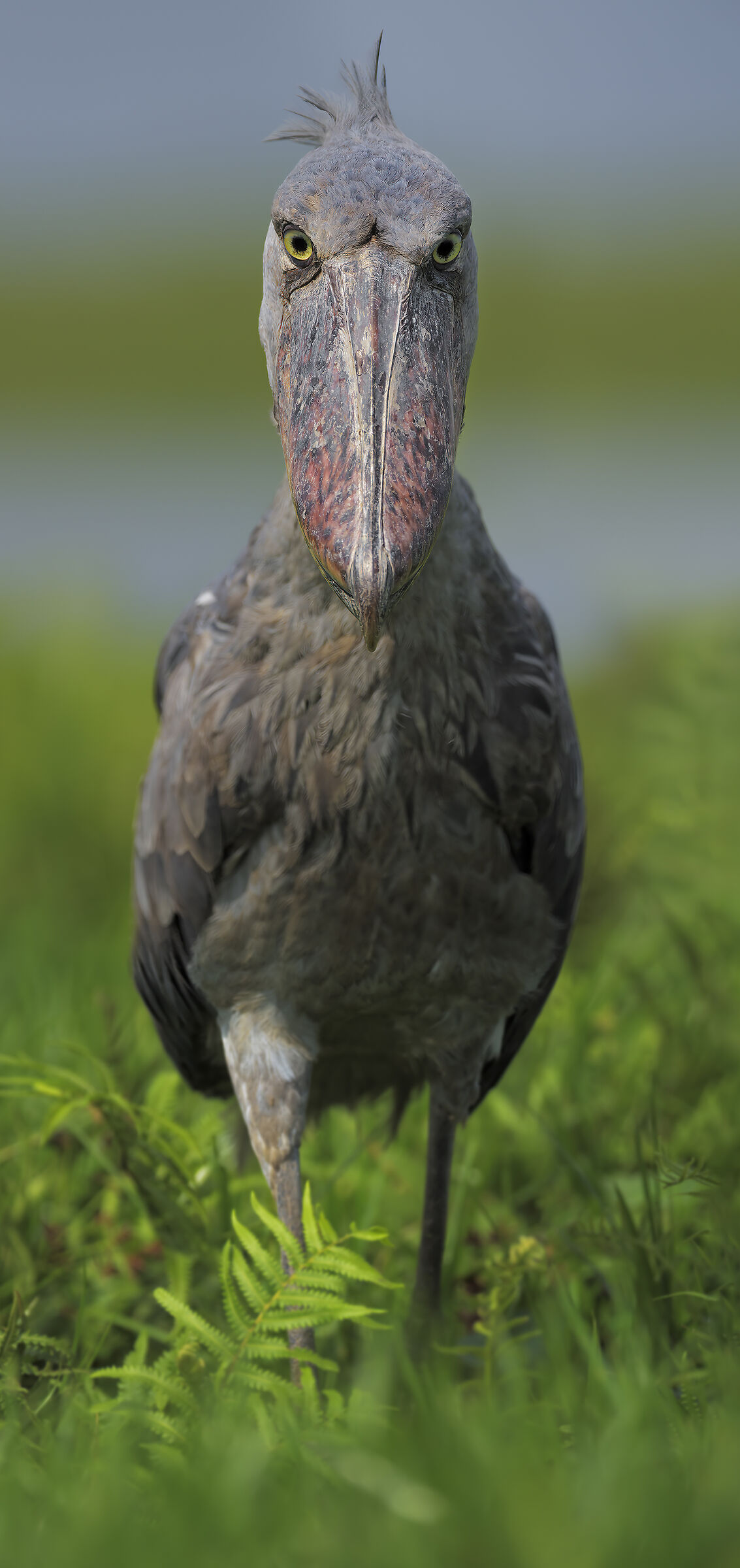 La Scarpa che Guarda