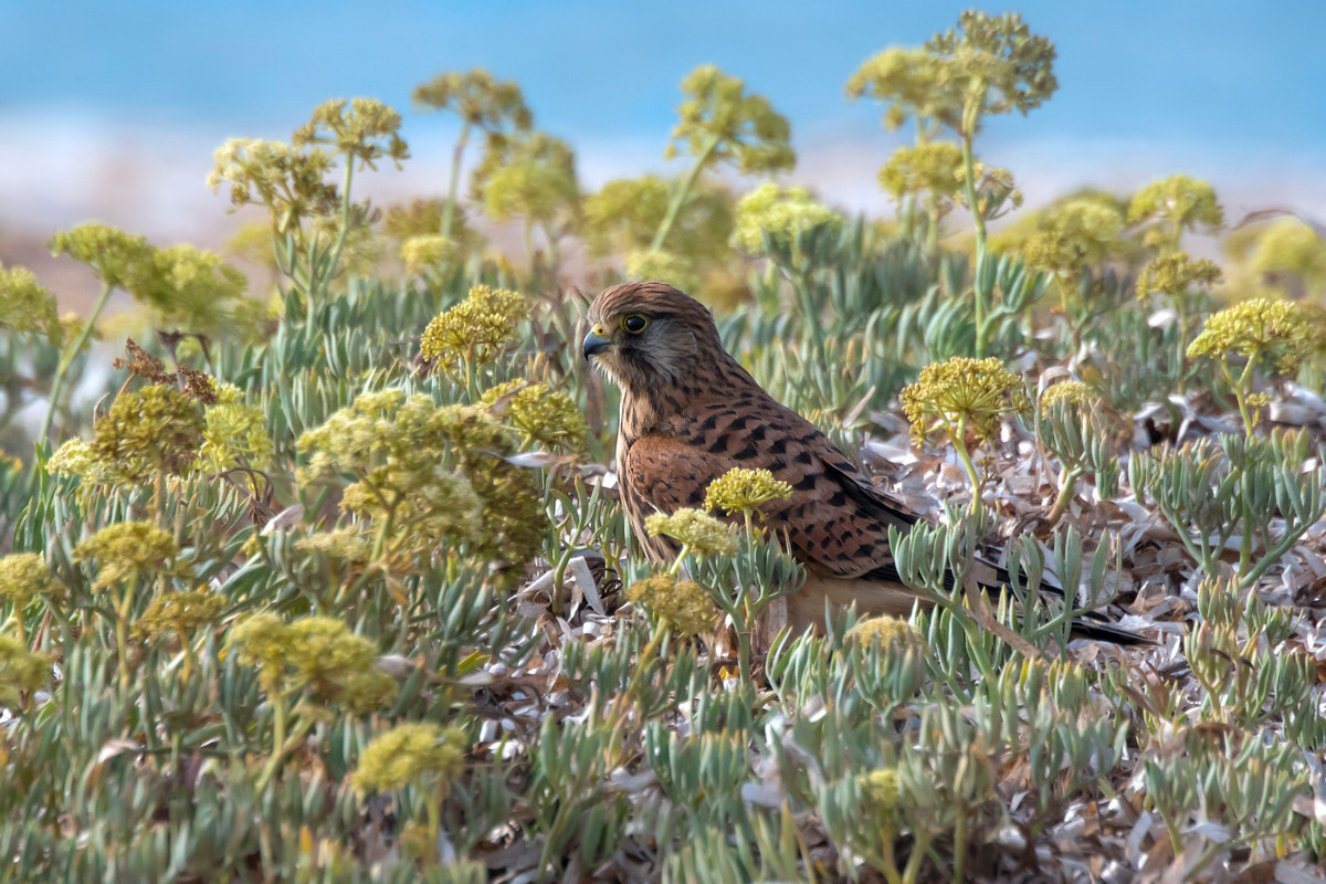 Gheppio in ambiente marino