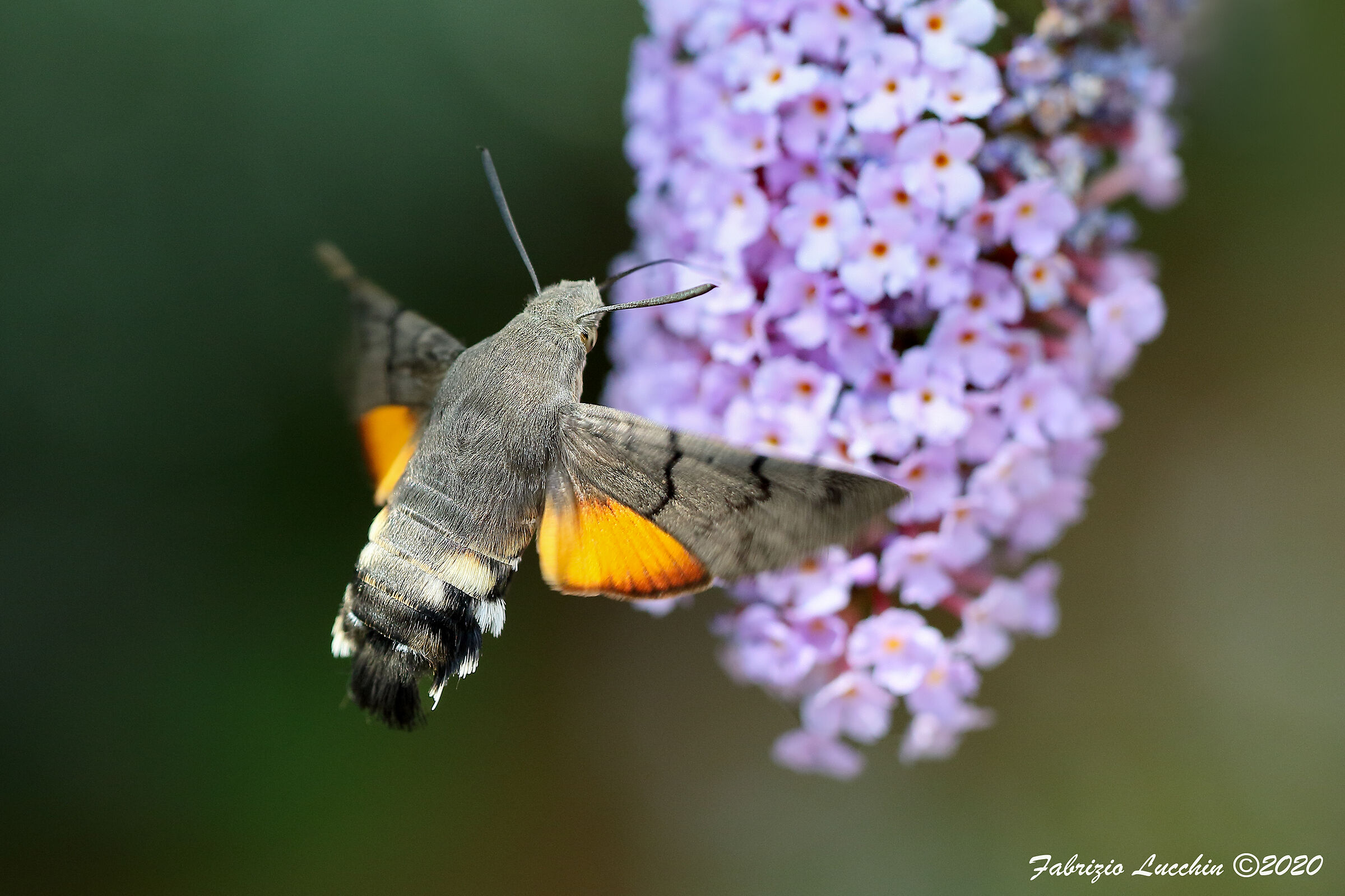 Macroglossum stellatarum - Sfinge del Galio