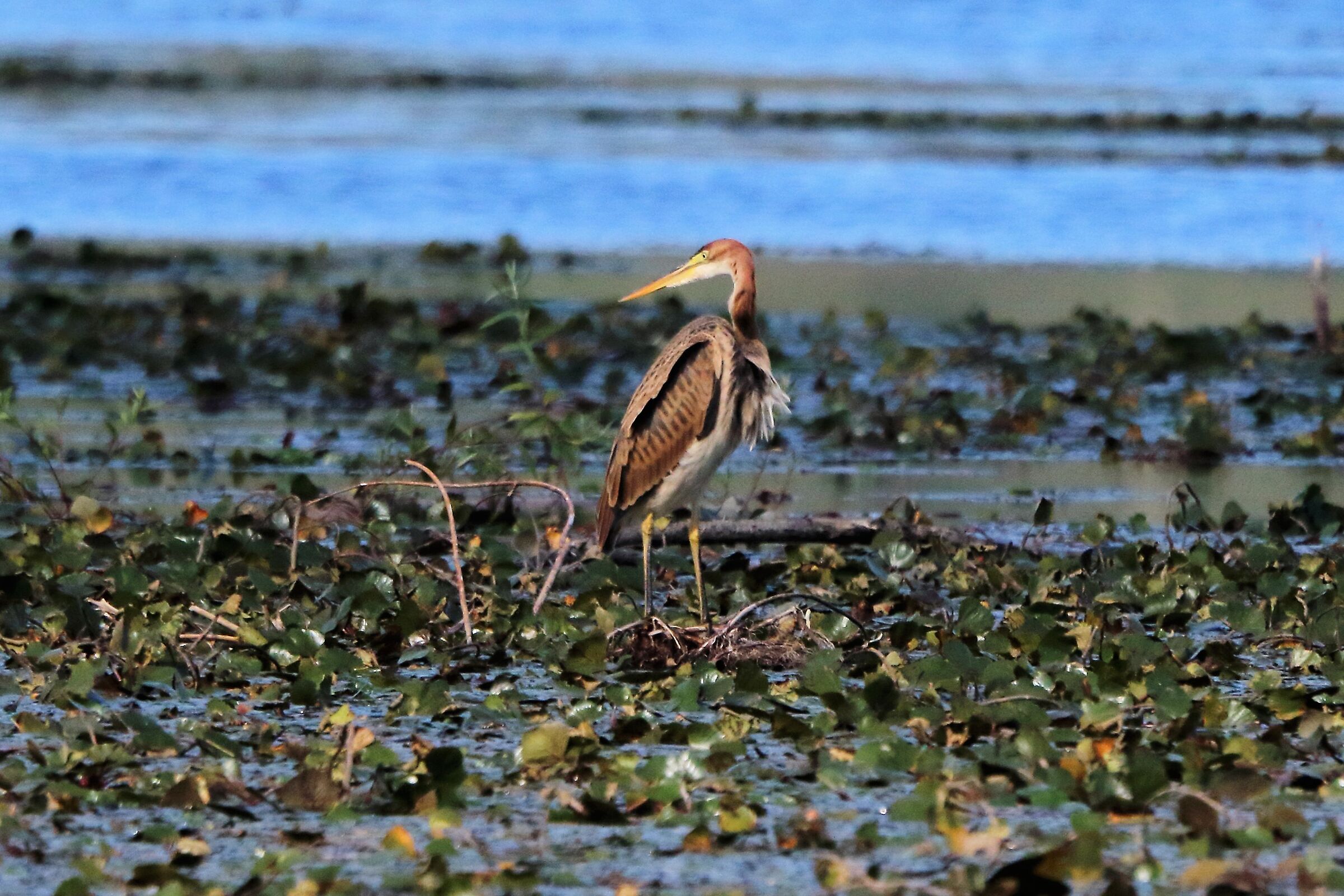 Purple heron
