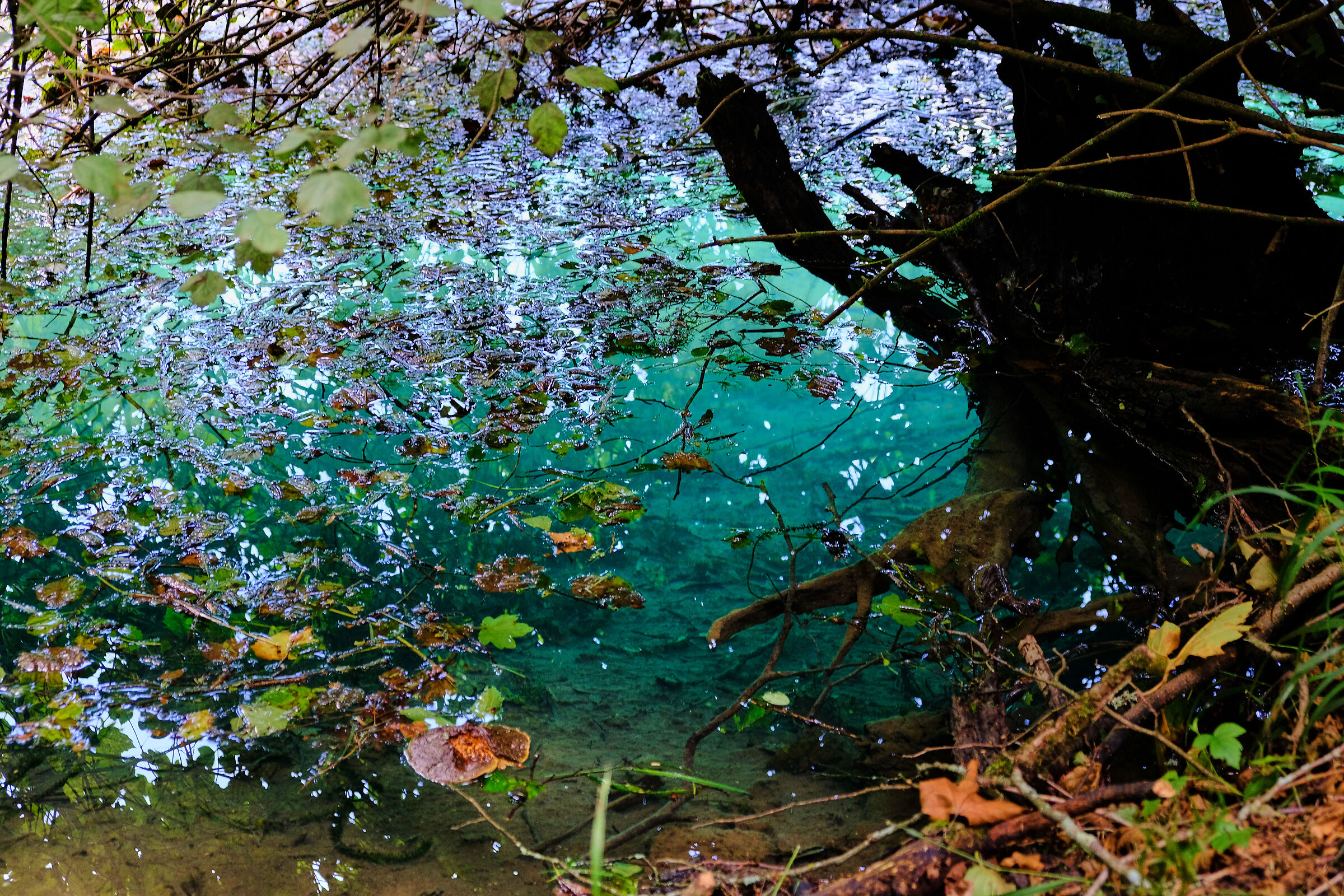Palù del Livenza - Sotto agli alberi 1