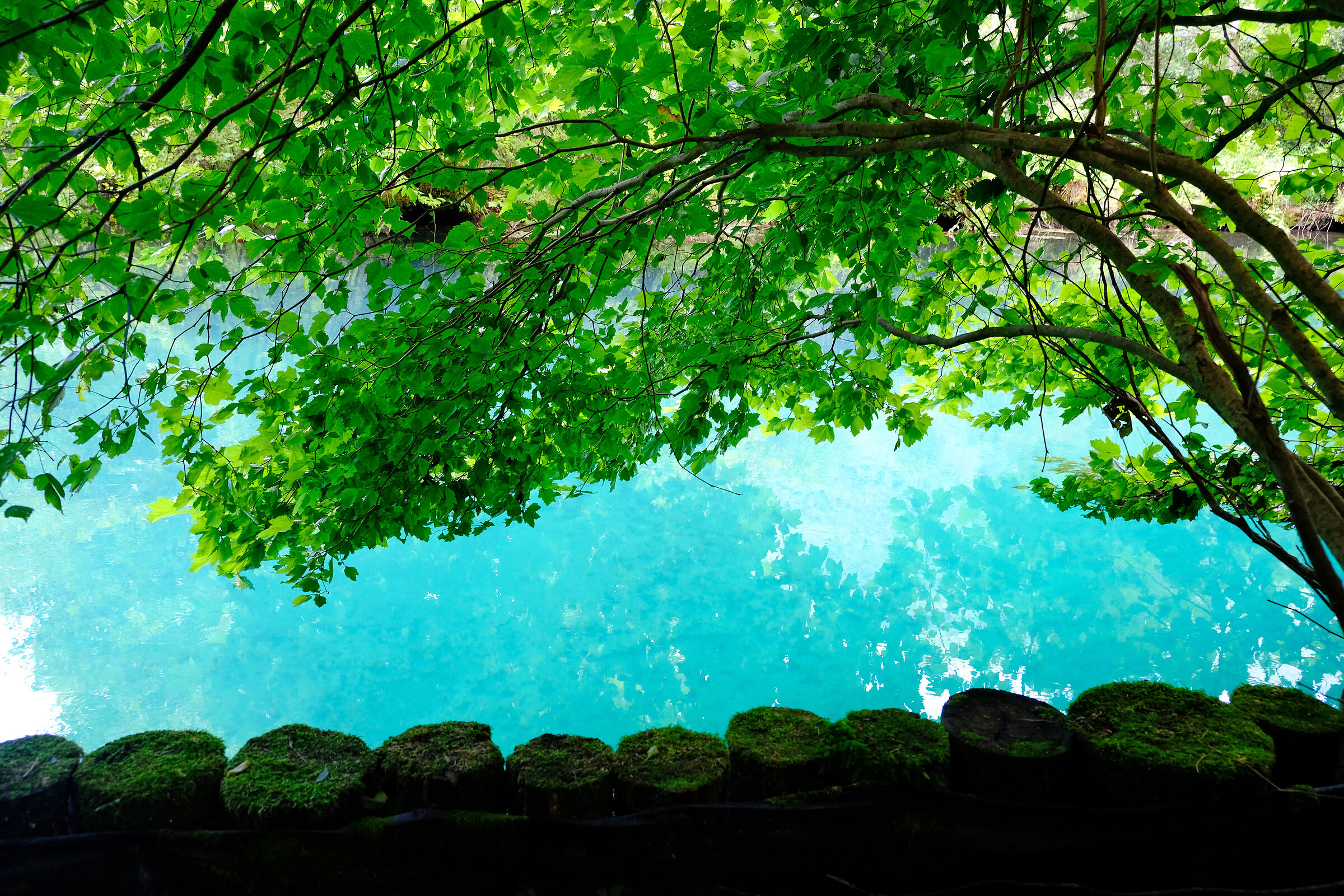 Palù del Livenza - Sotto agli alberi 2