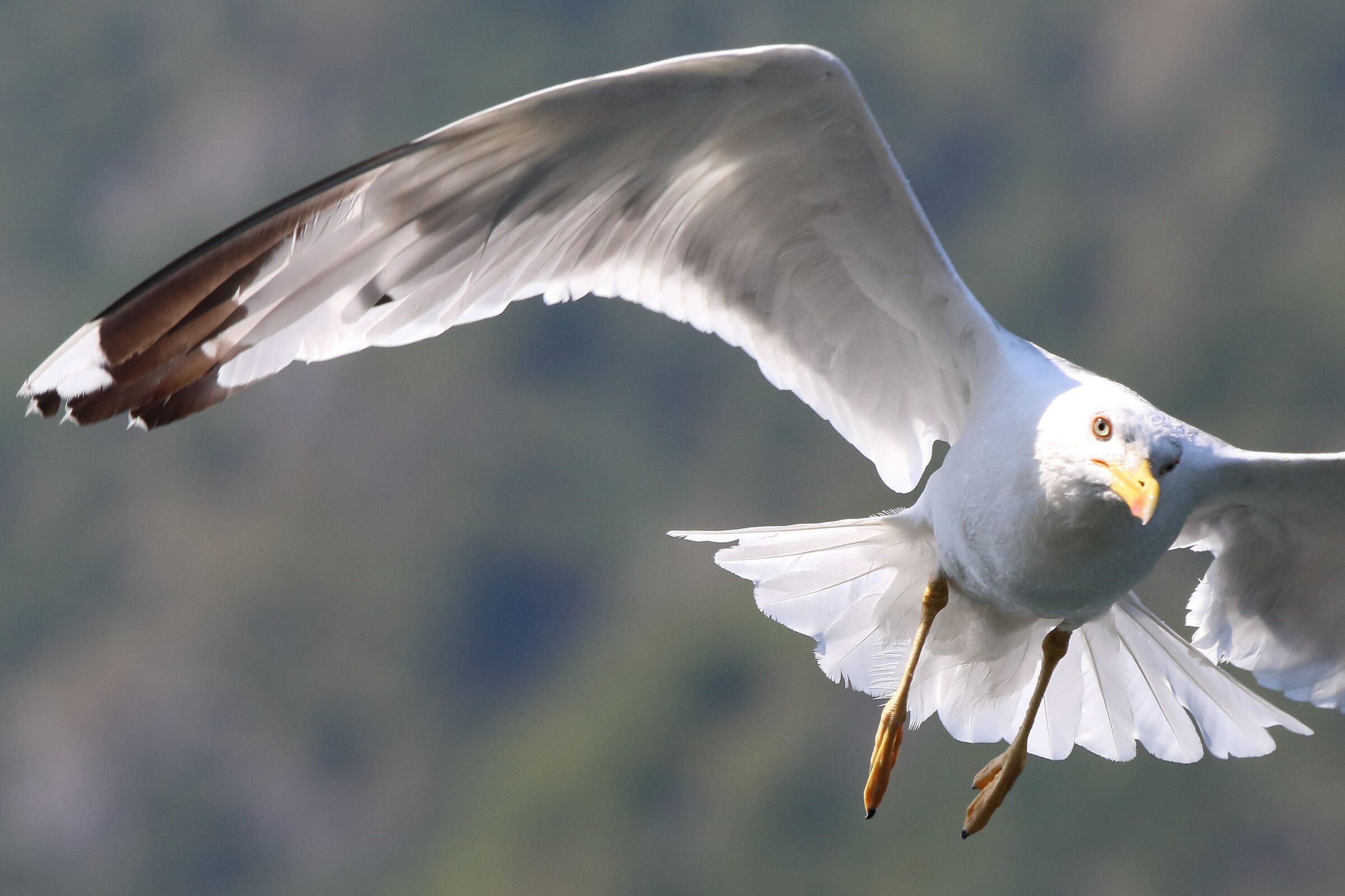 Land gull (too close)