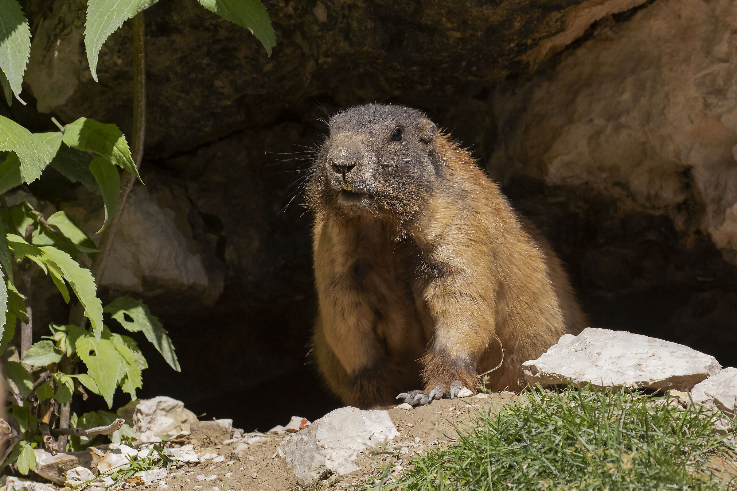 Marmotta alpina