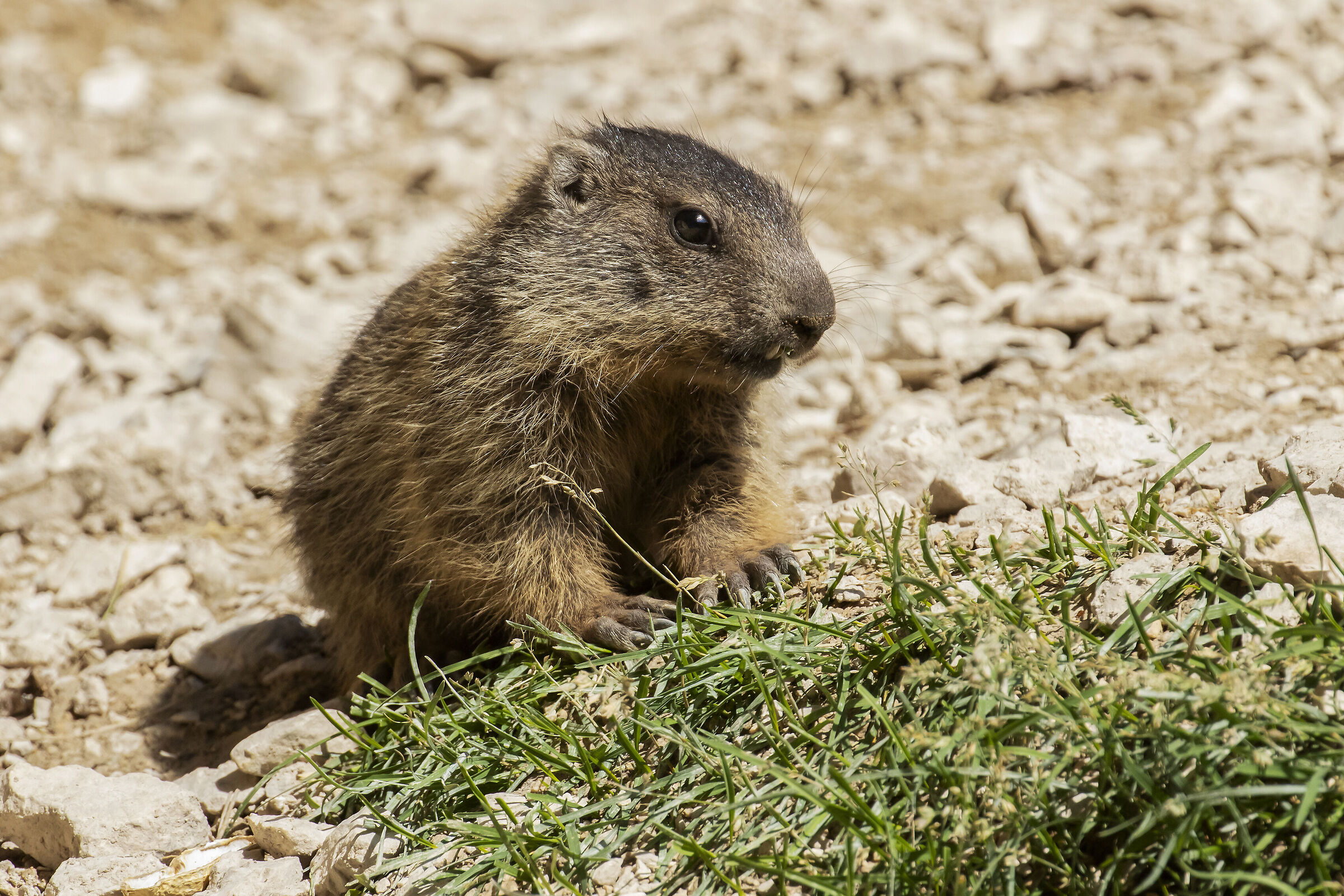 Marmotta alpina