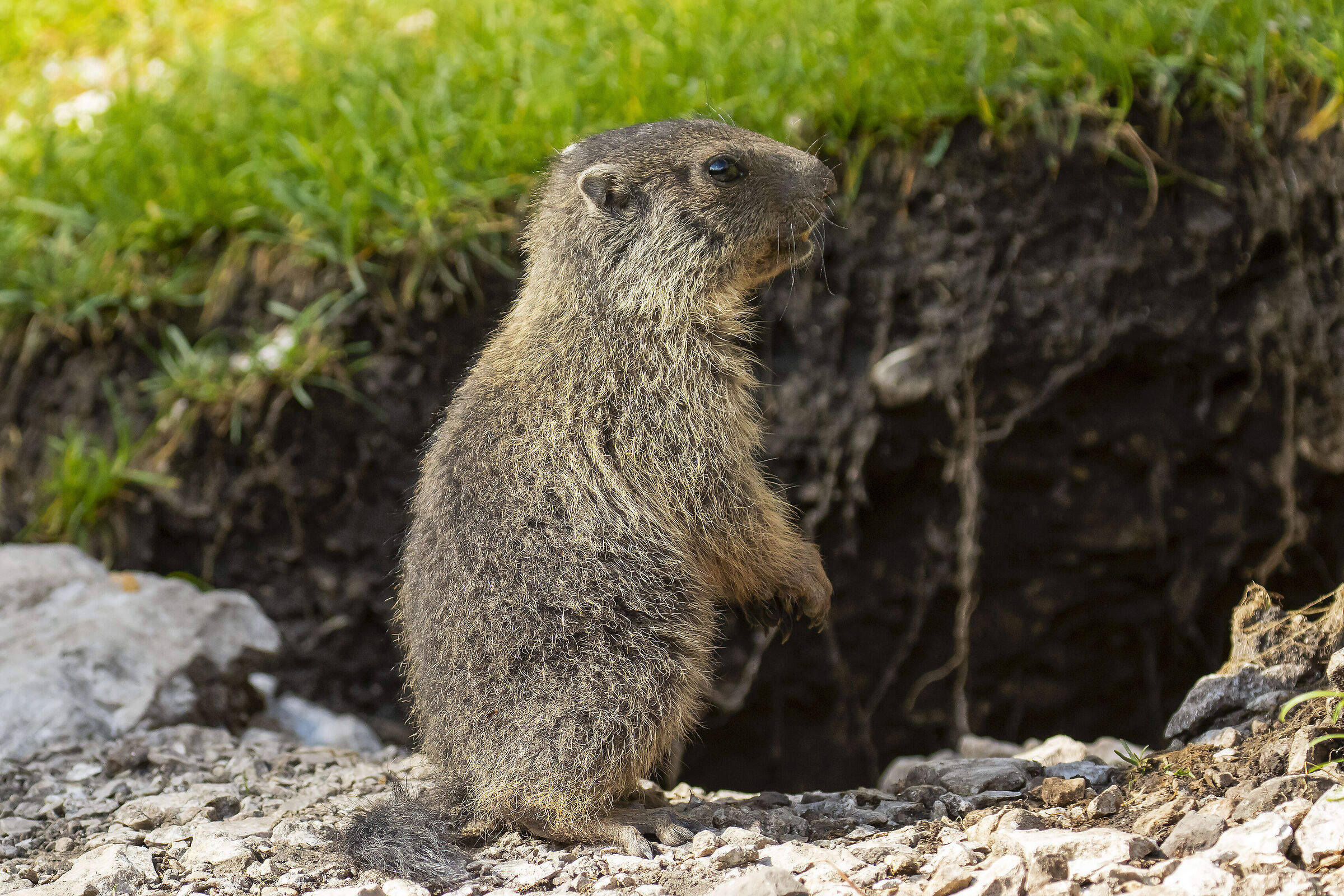 Marmotta alpina