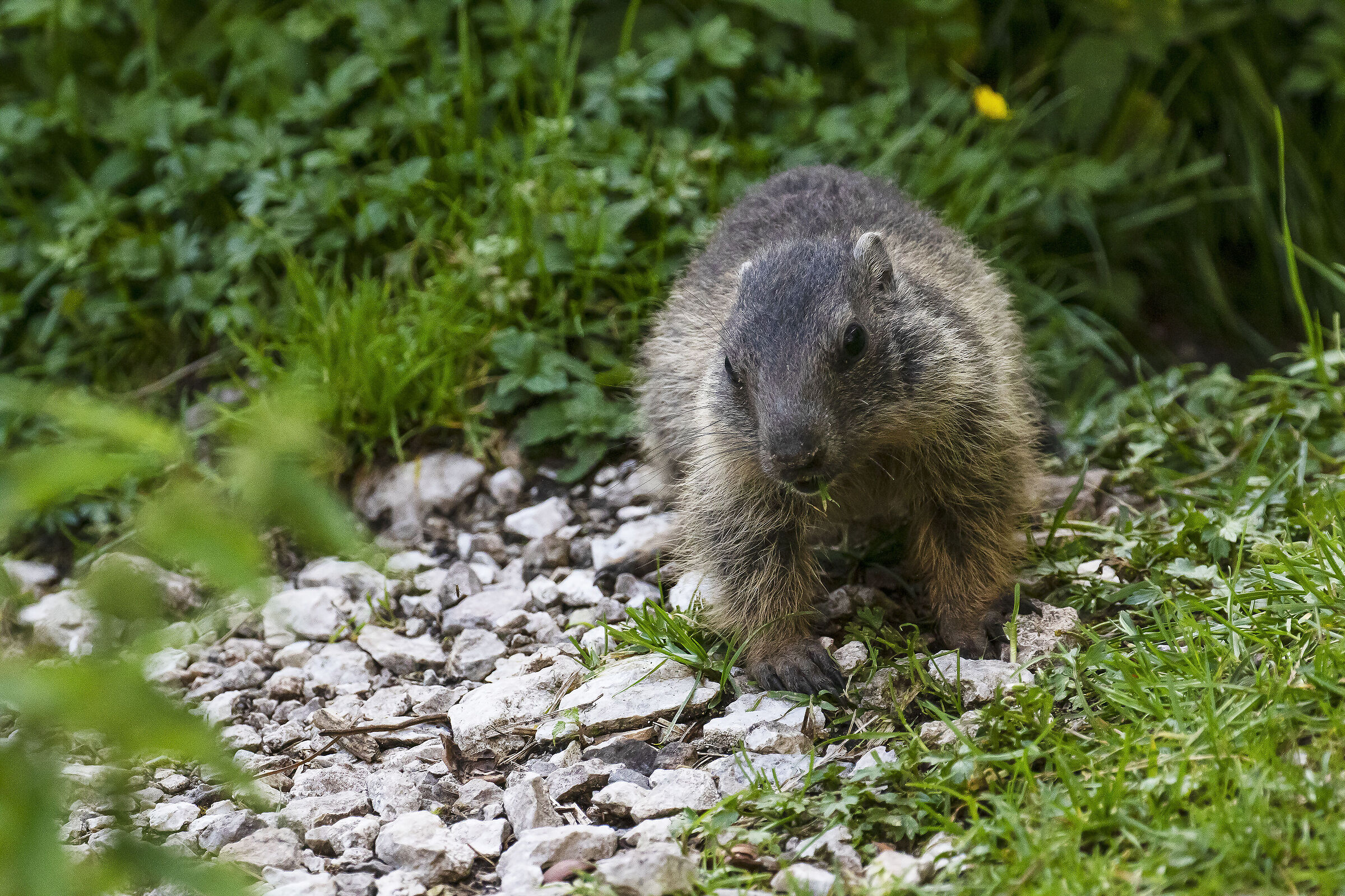 Marmotta alpina