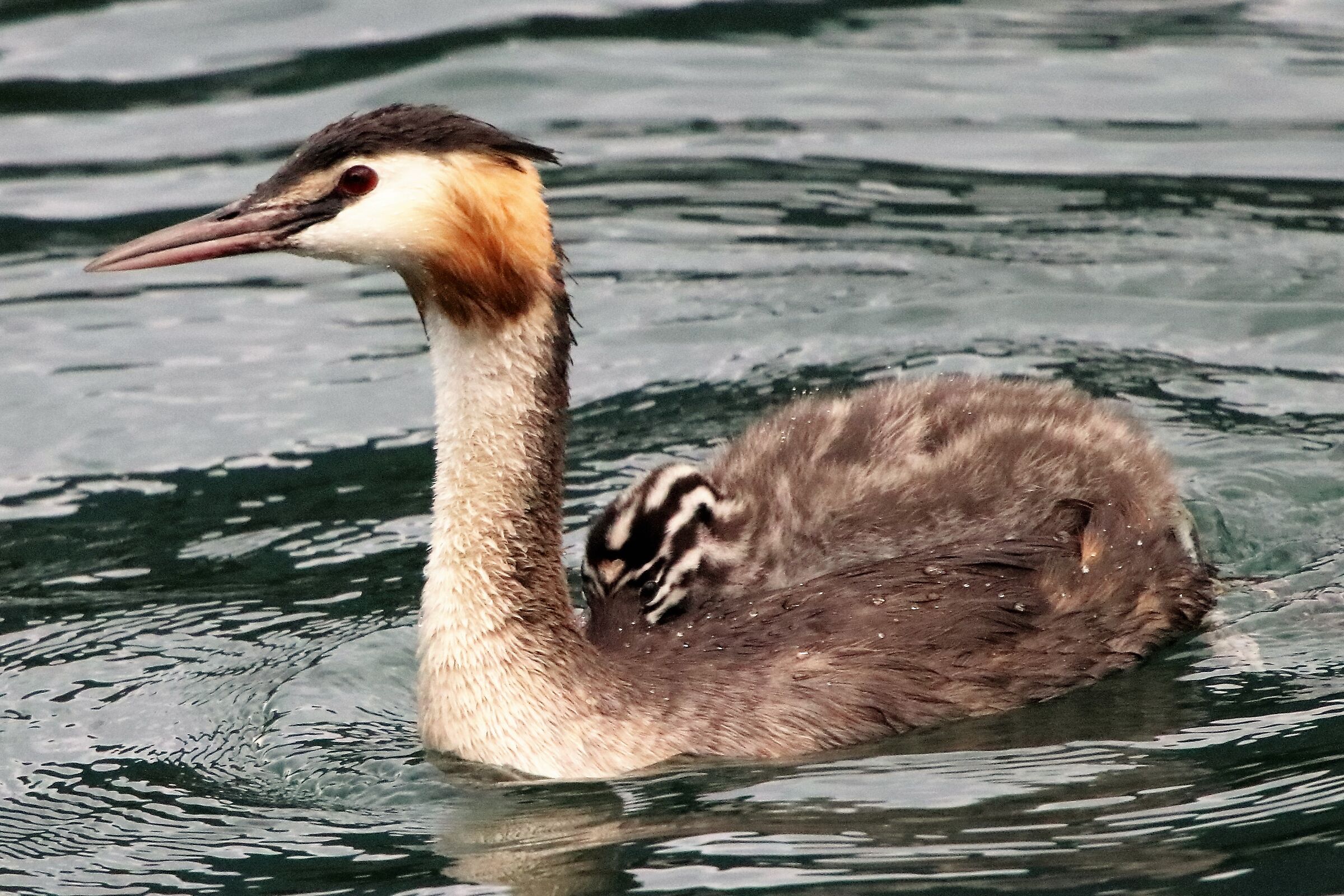 grebe with offspring