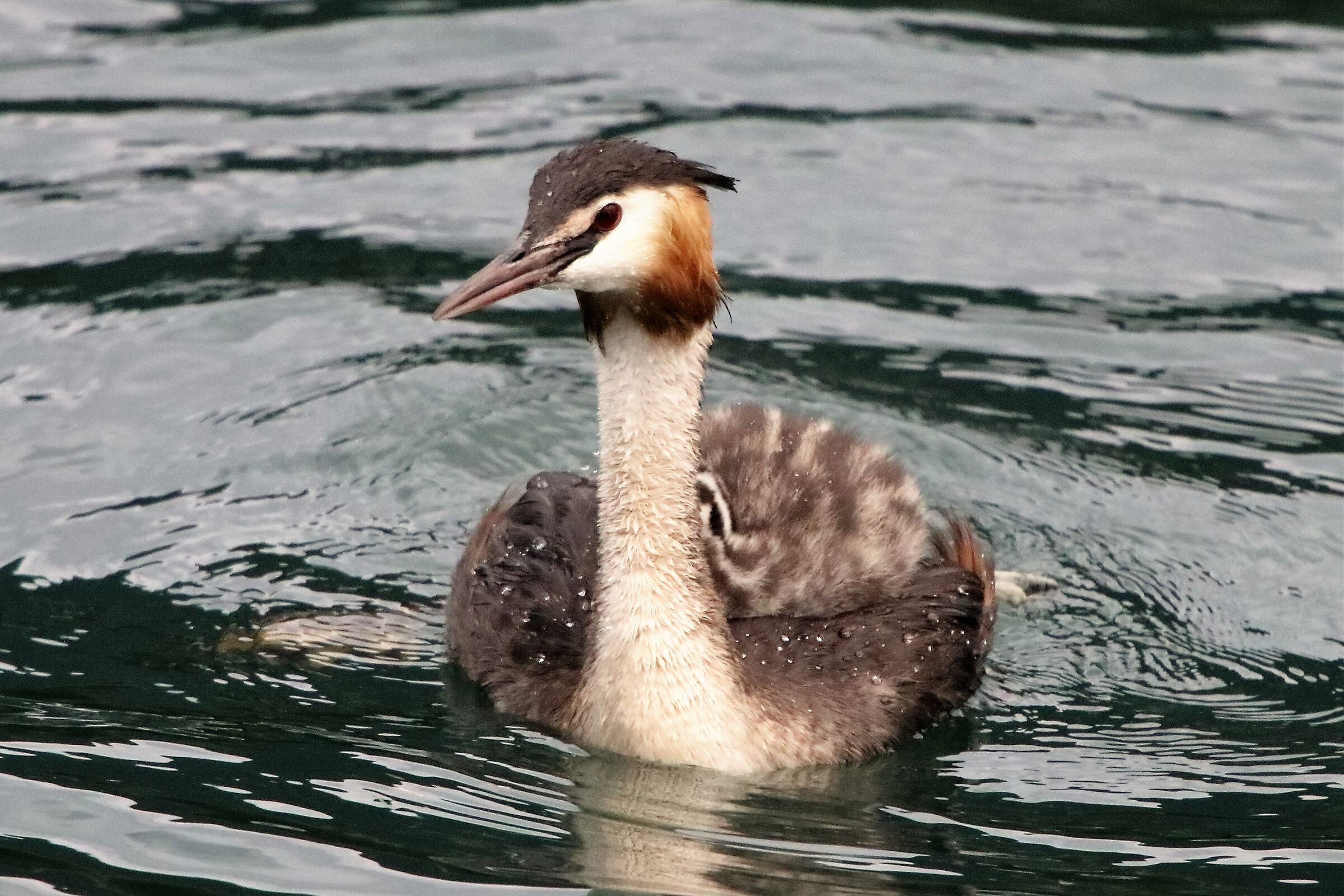 grebe with offspring