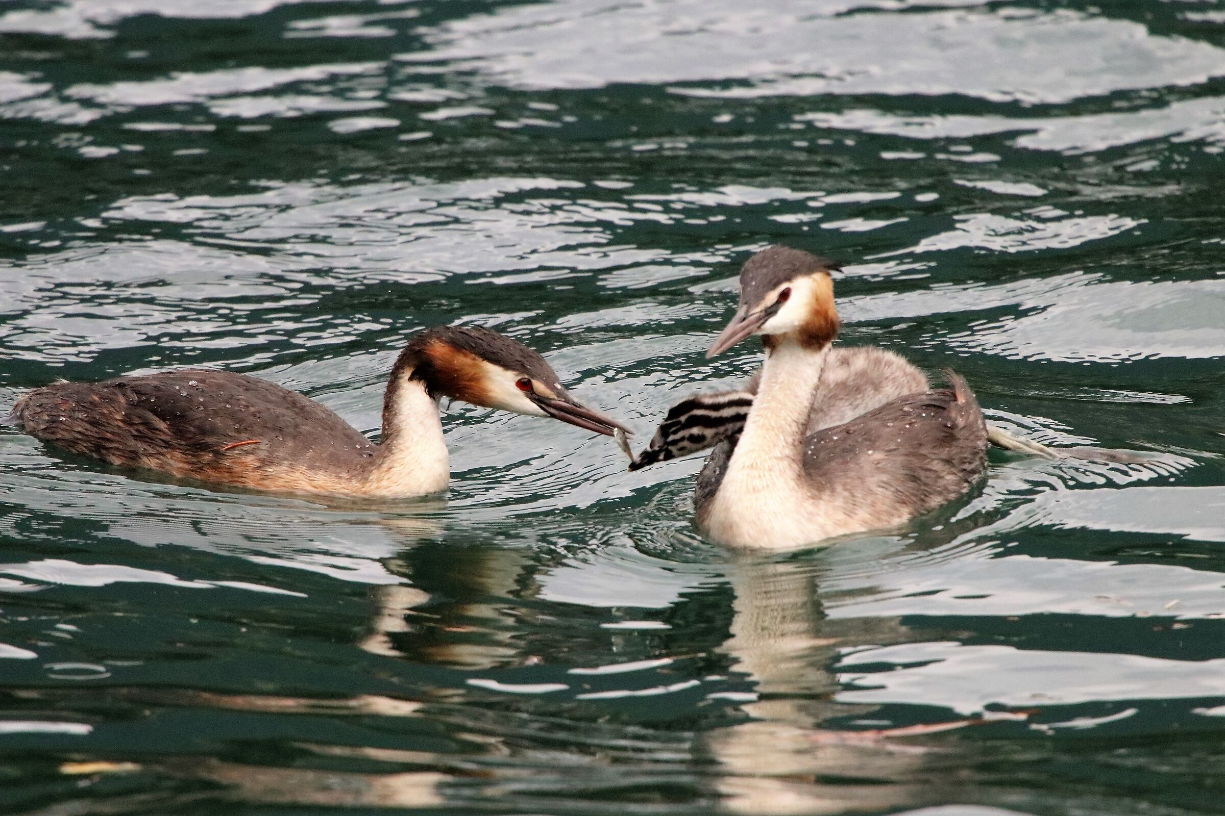 couple with offspring