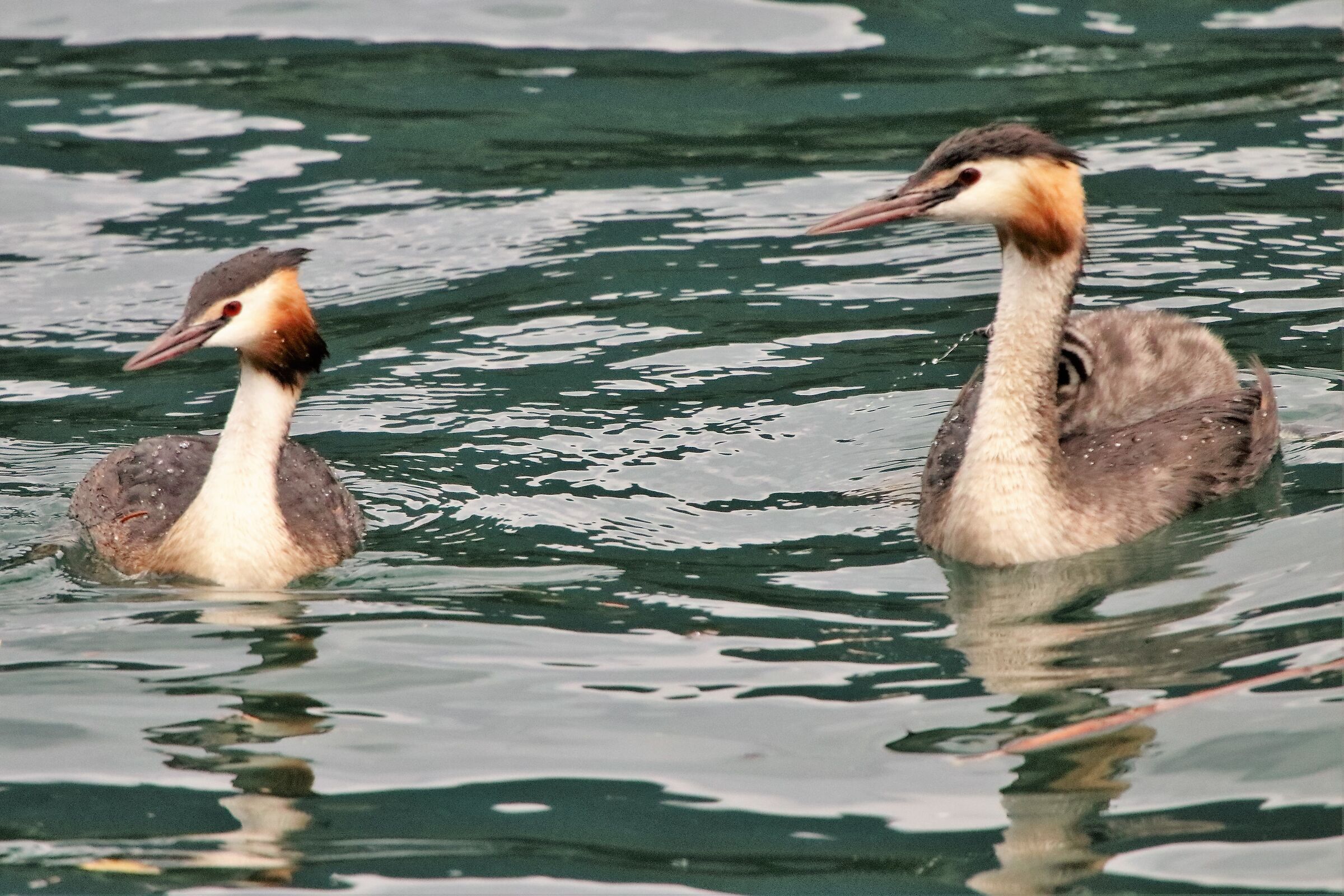 couple with offspring