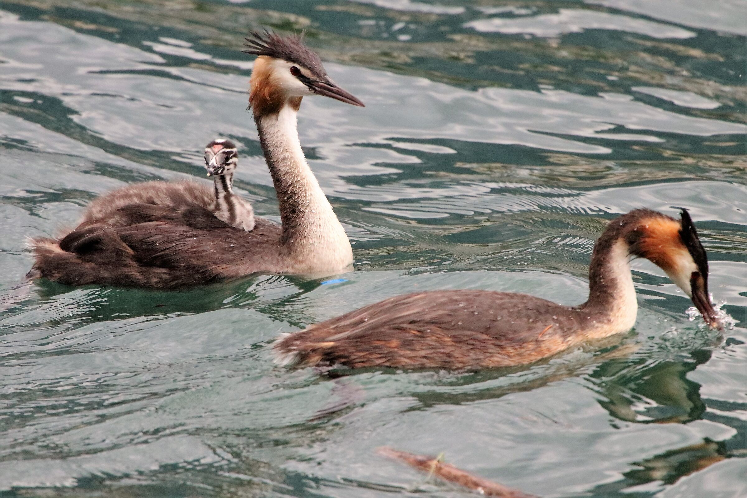 couple with offspring