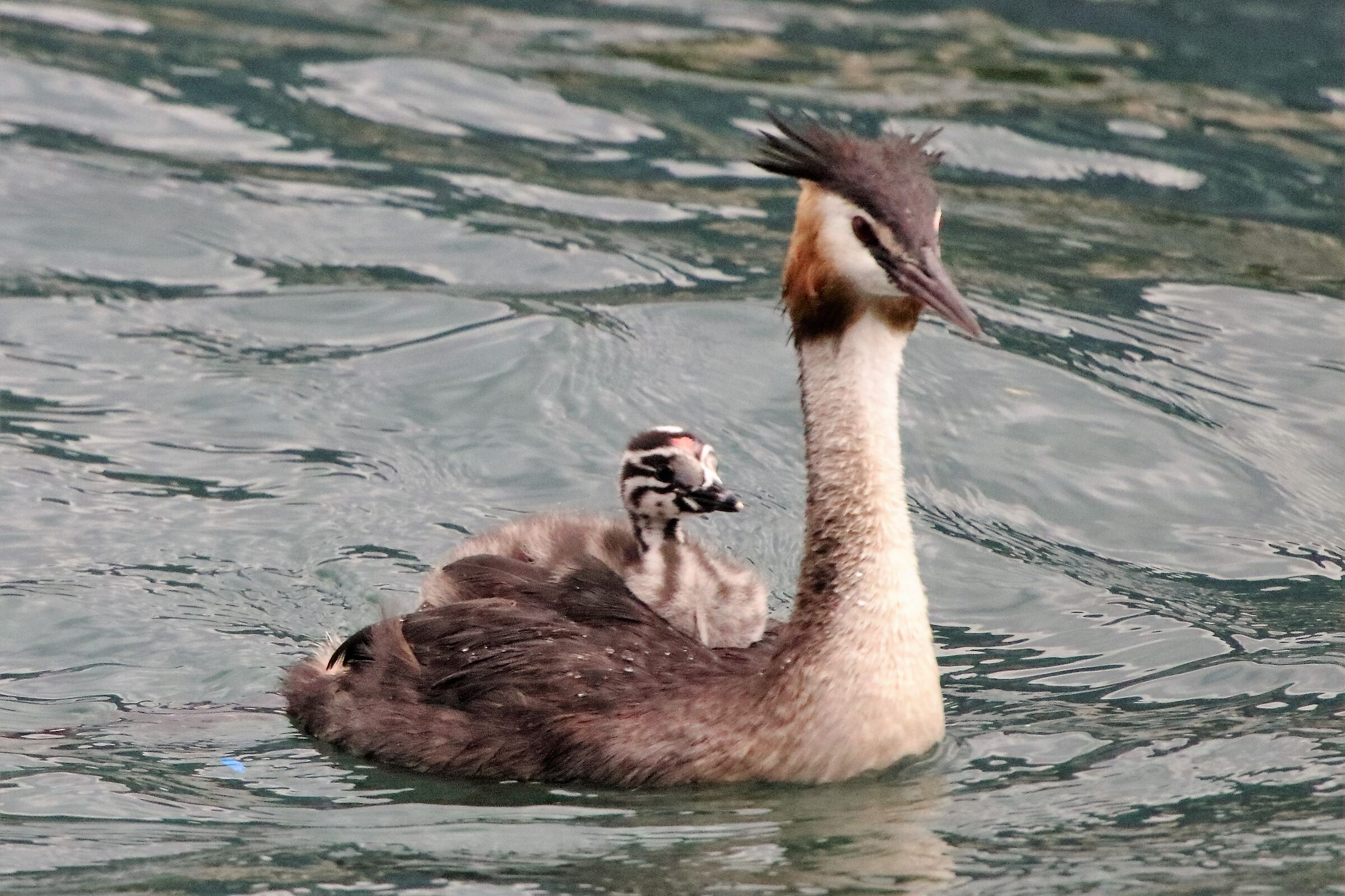 Grebe