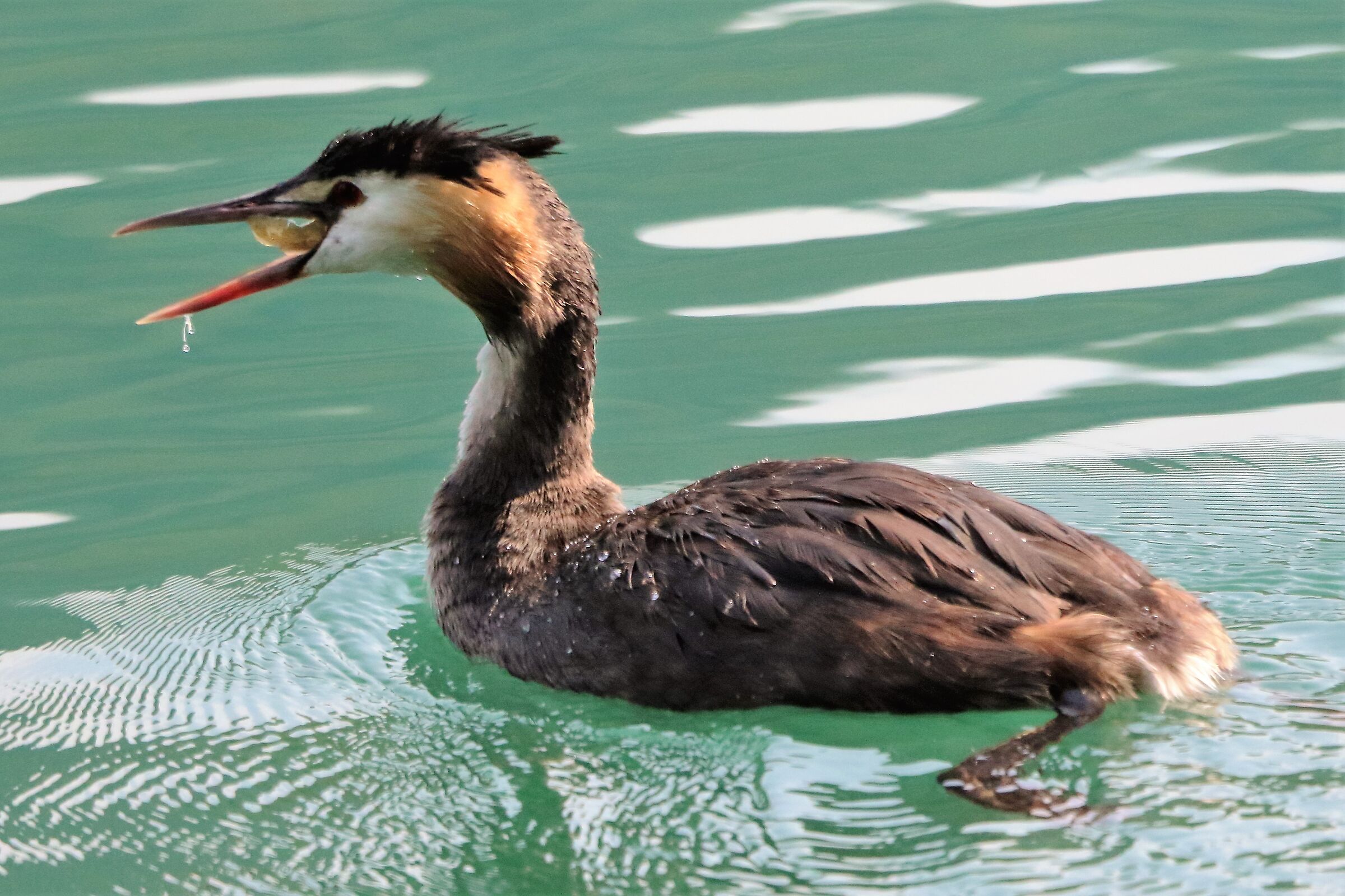 Grebe